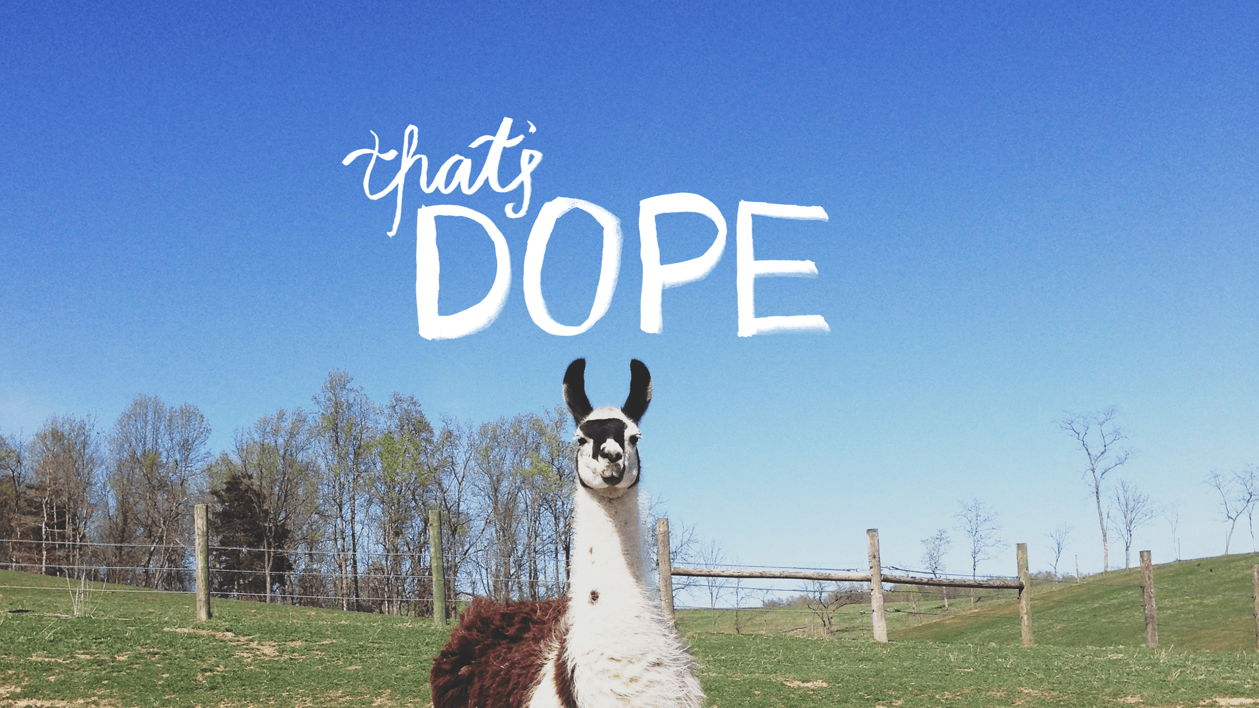 Cute Llama Desktop Wallpapers - Top Free Cute Llama Desktop Backgrounds