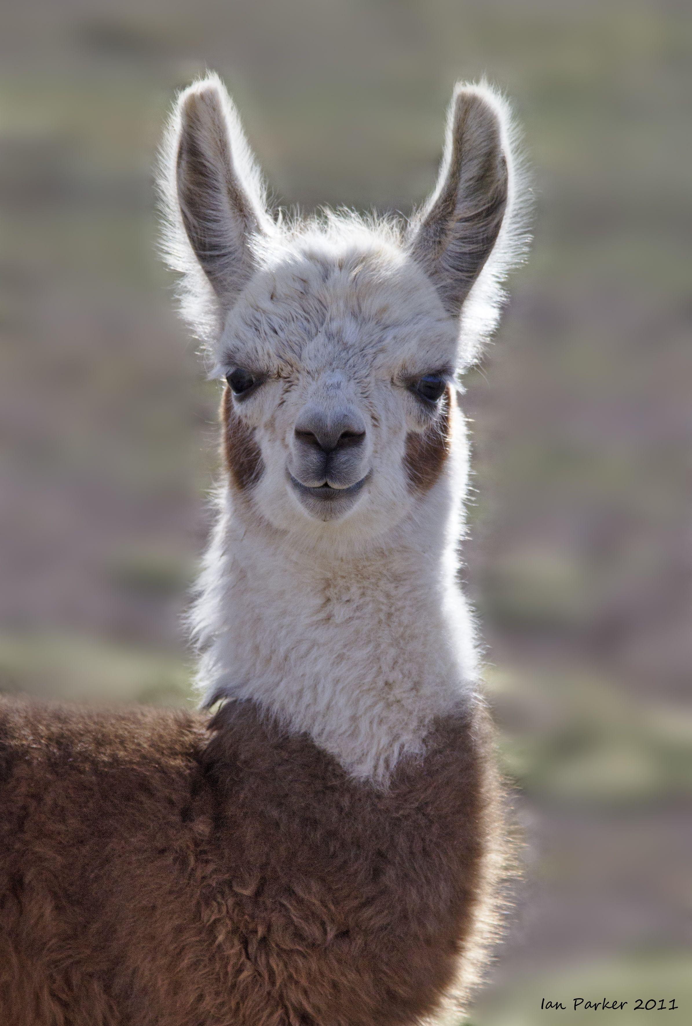 2390x3545 Cute & Unique Present Ideas And Gifts For Alpaca Lovers