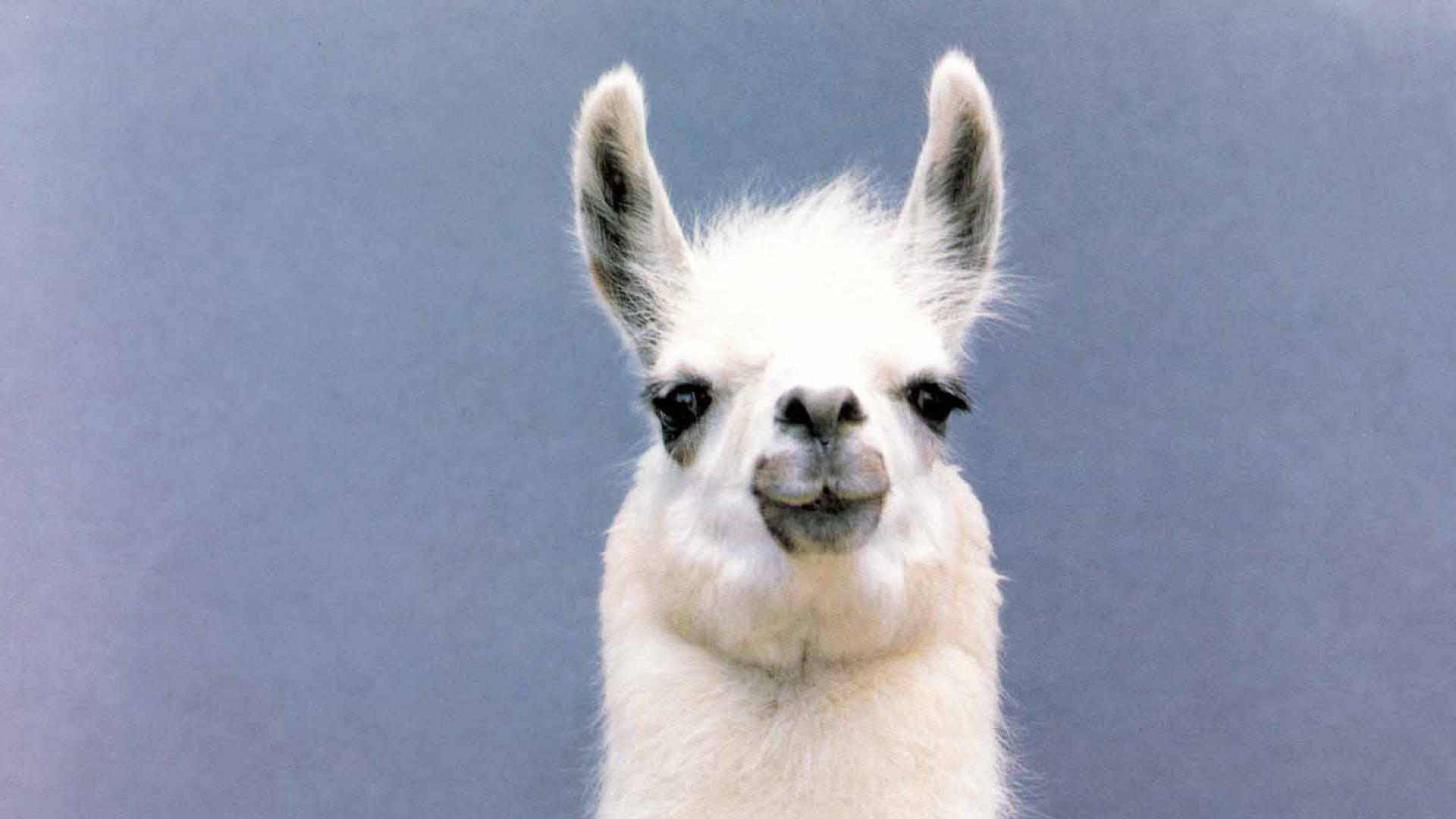 Cute Llama Desktop Wallpapers - Top Free Cute Llama Desktop Backgrounds