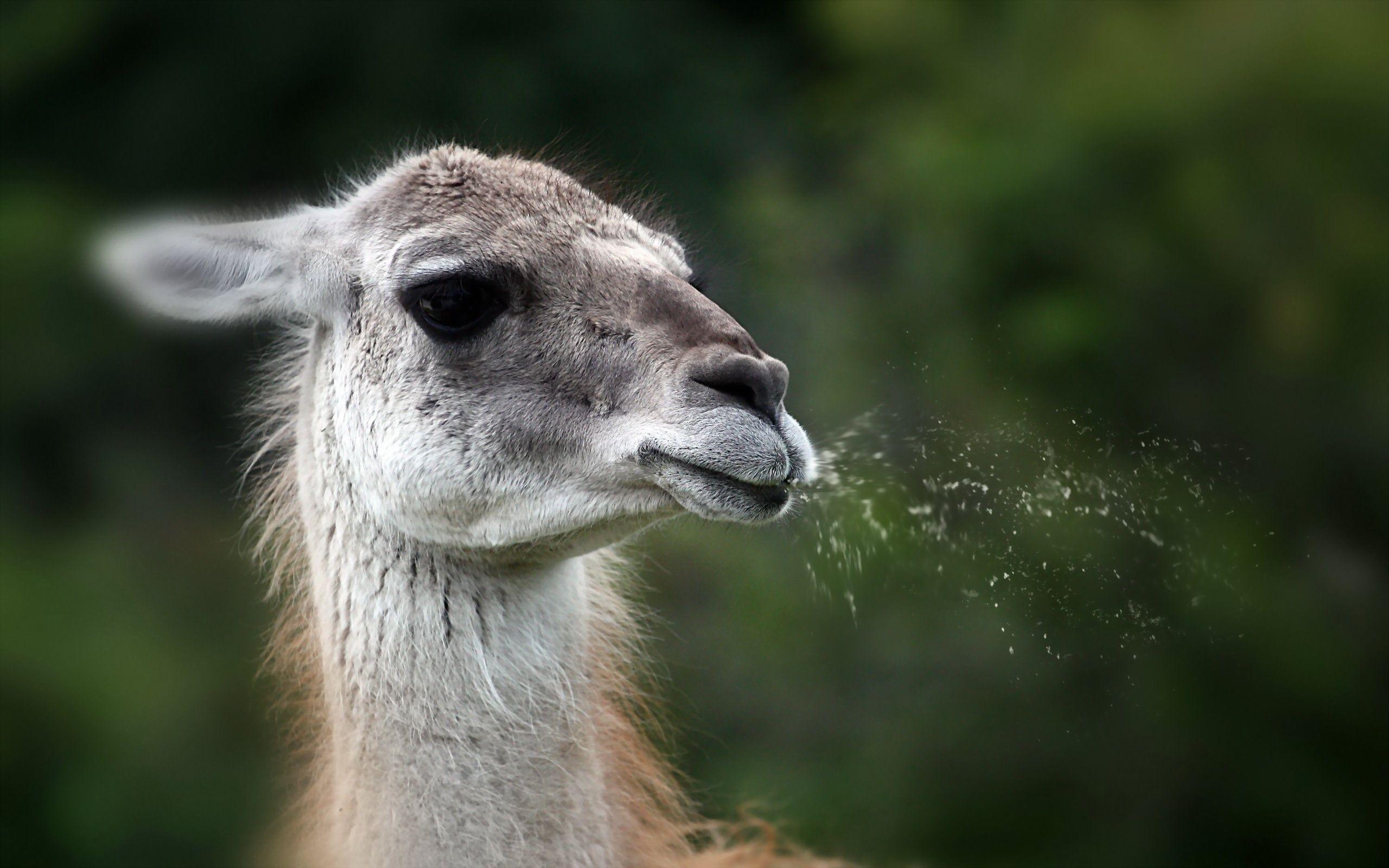  Funny  Llama  Wallpapers  Top Free Funny  Llama  Backgrounds  