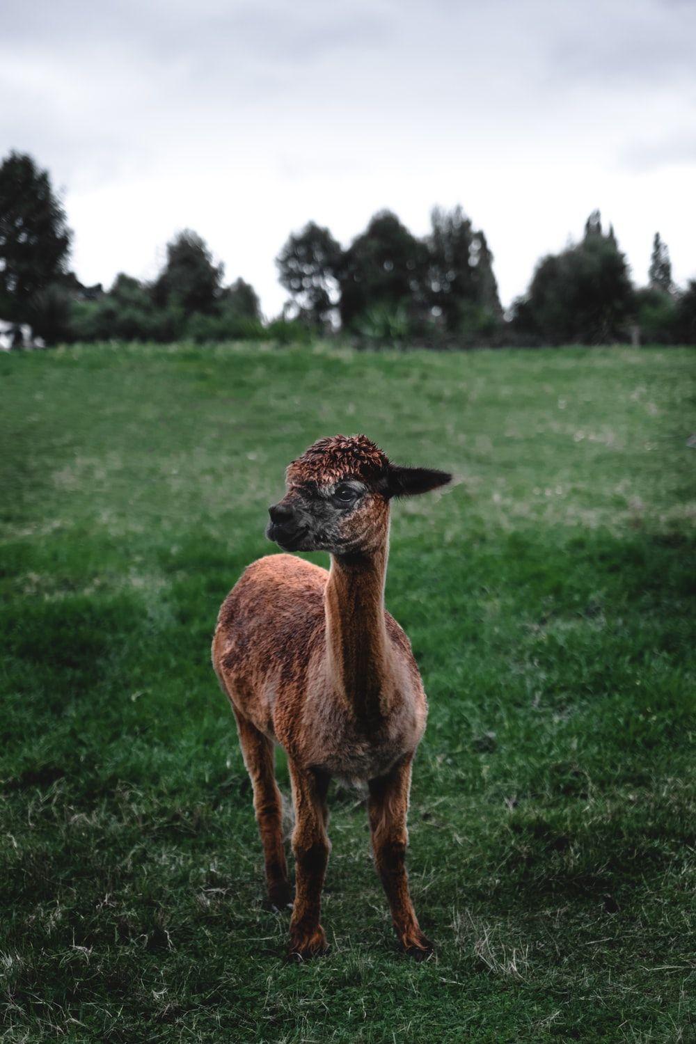 1000x1500 Llama Picture [HD]. Download Free Image
