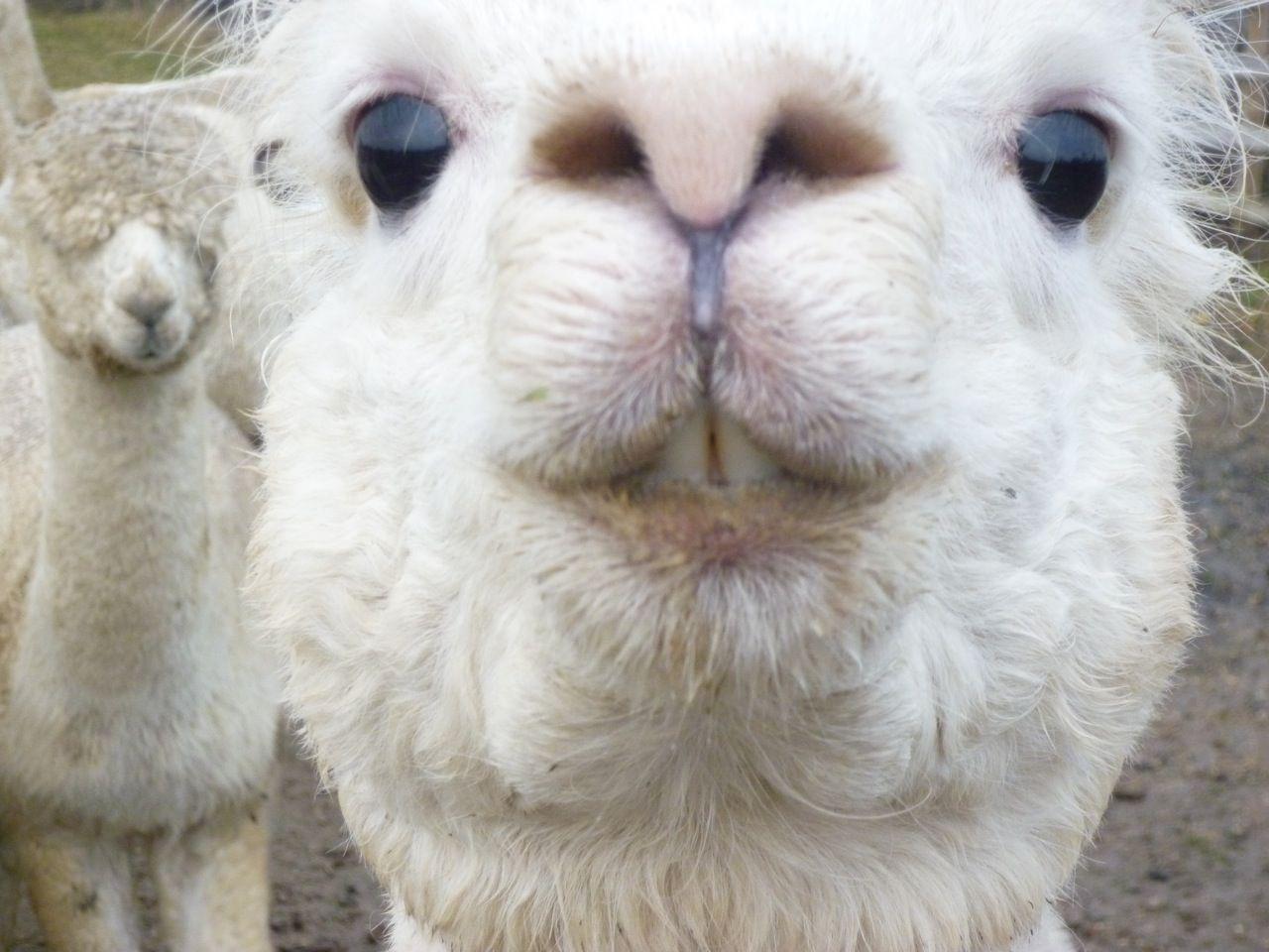 1280x960 undefined Alpaca Wallpaper (22 Wallpaper). Adorable