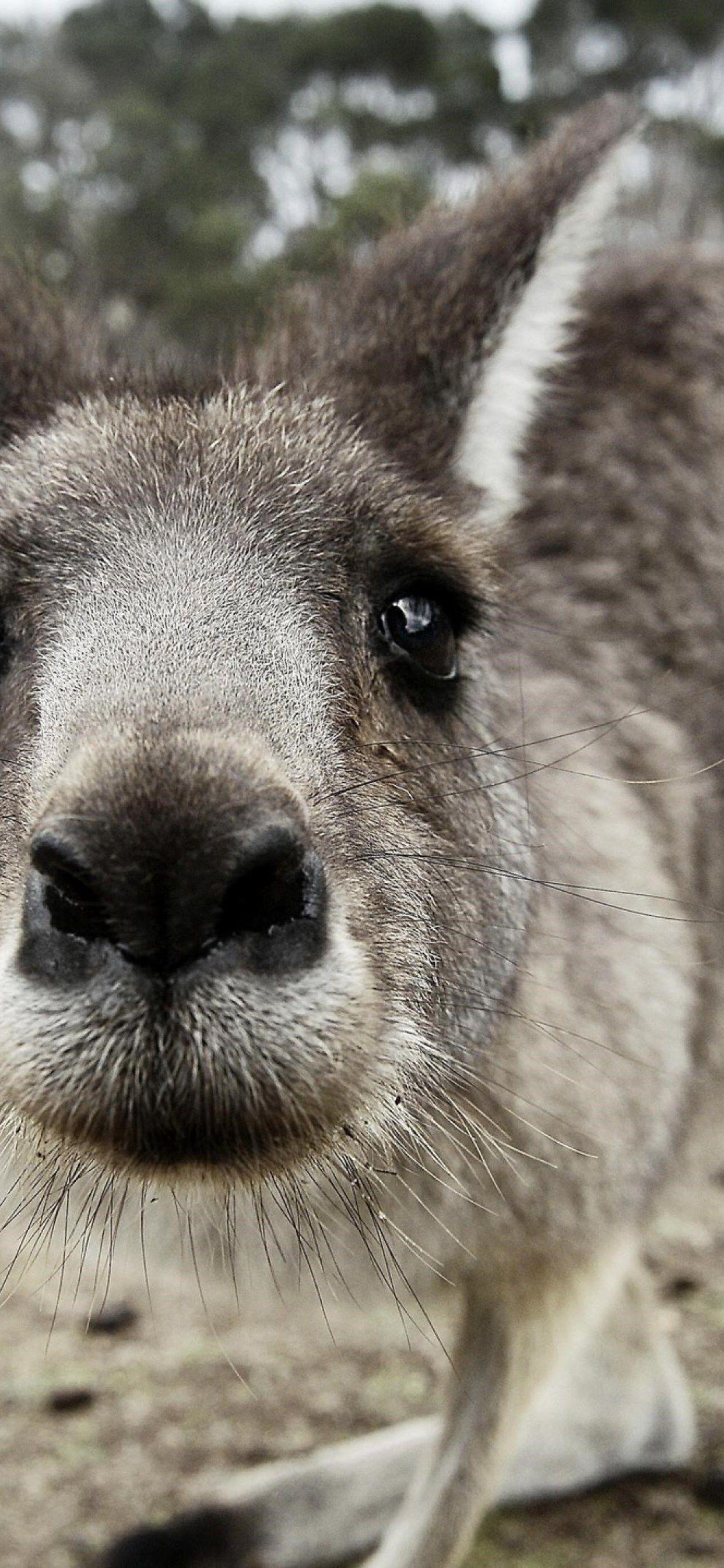 1242x2688 Kangaroo Funny iPhone XS MAX HD 4k Wallpaper