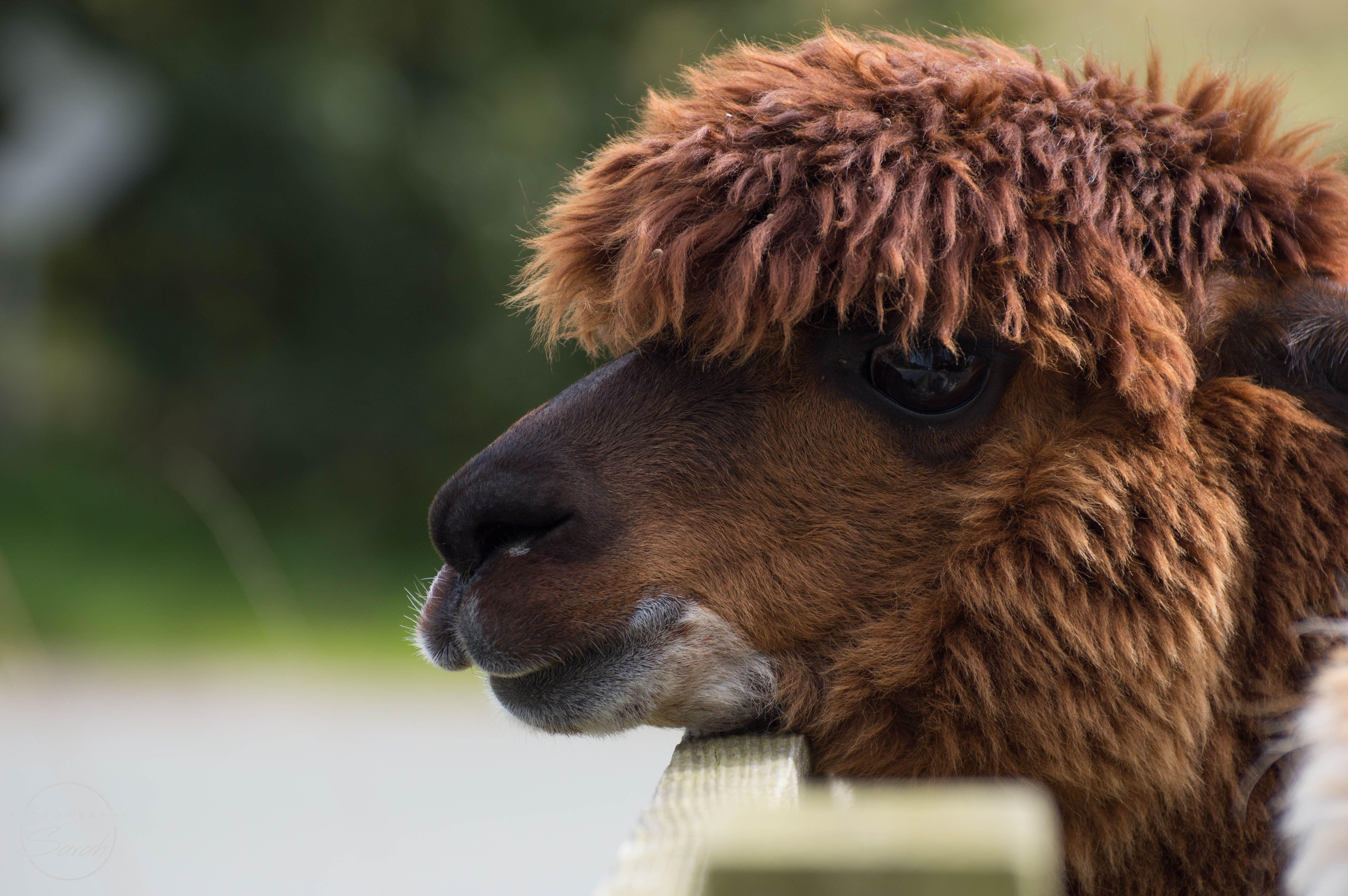 6016x4000 Llama Wallpaper Deskx4000 px
