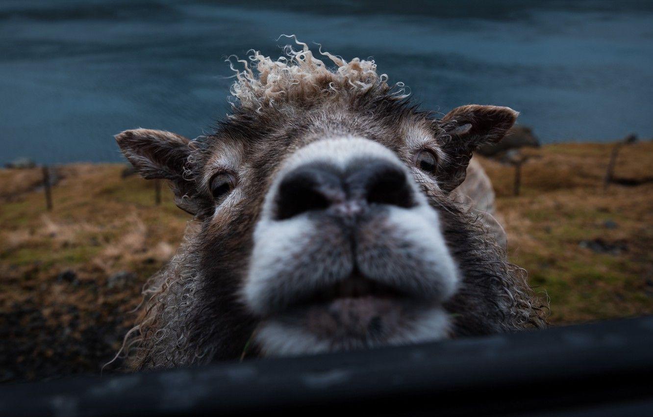 1332x850 Wallpaper animals, nature, landscapes, face, animal, funny
