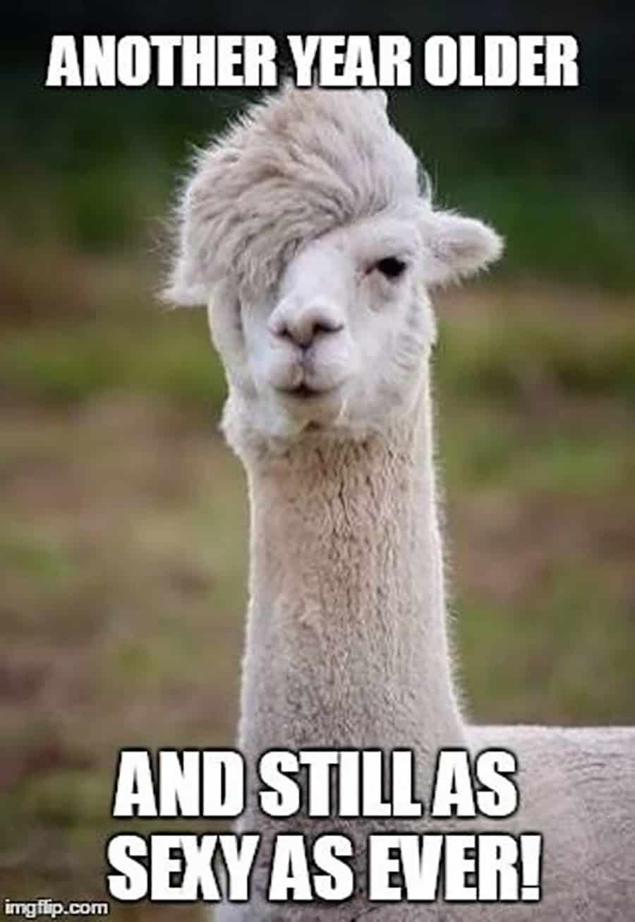 Funny Llama Wallpapers - Top Free Funny Llama Backgrounds - WallpaperAccess