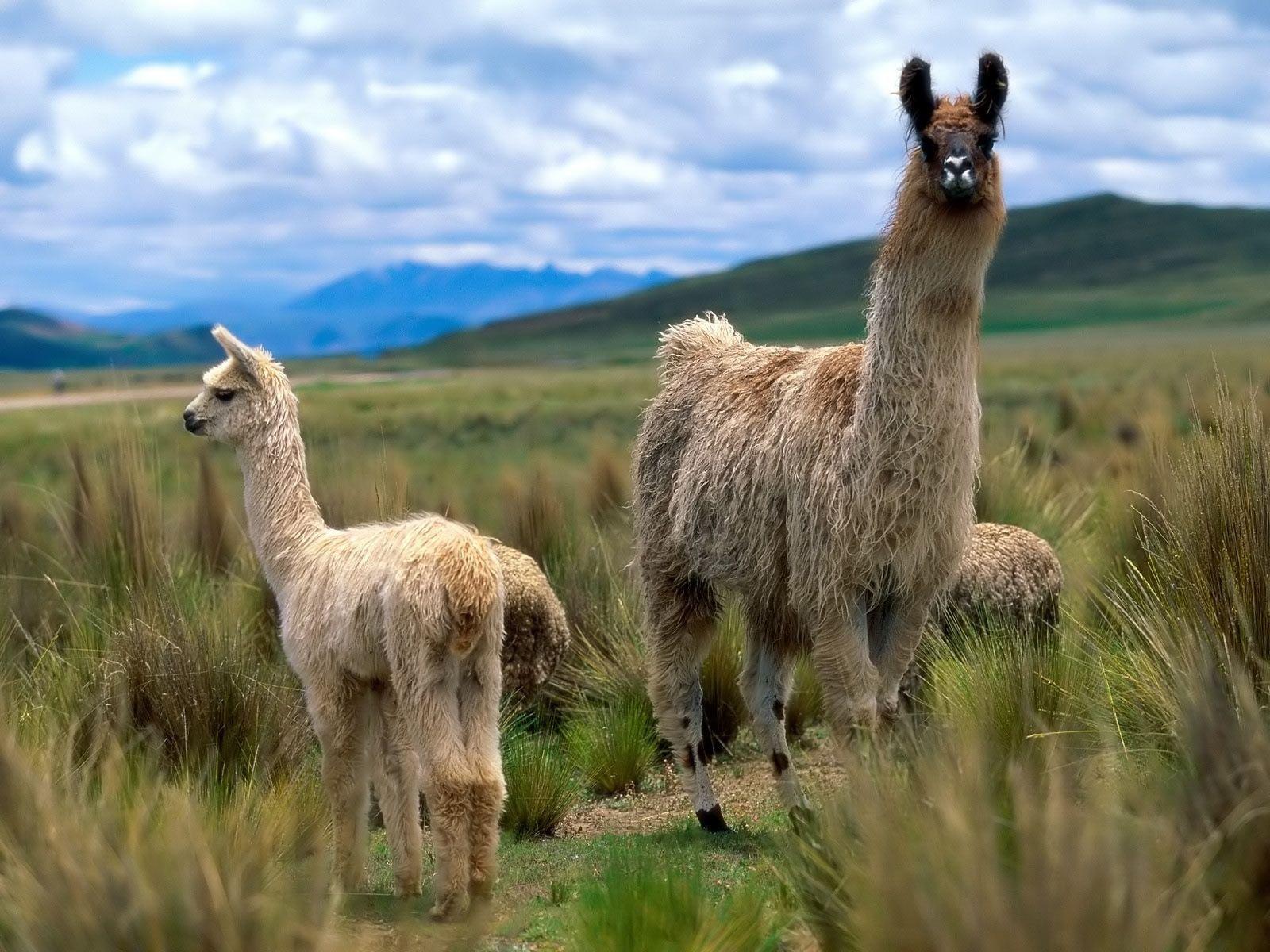 Llama Laptop Wallpapers - Top Free Llama Laptop Backgrounds ...