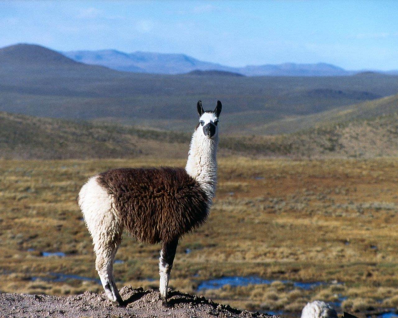 1280x1024 Llama Wallpaper