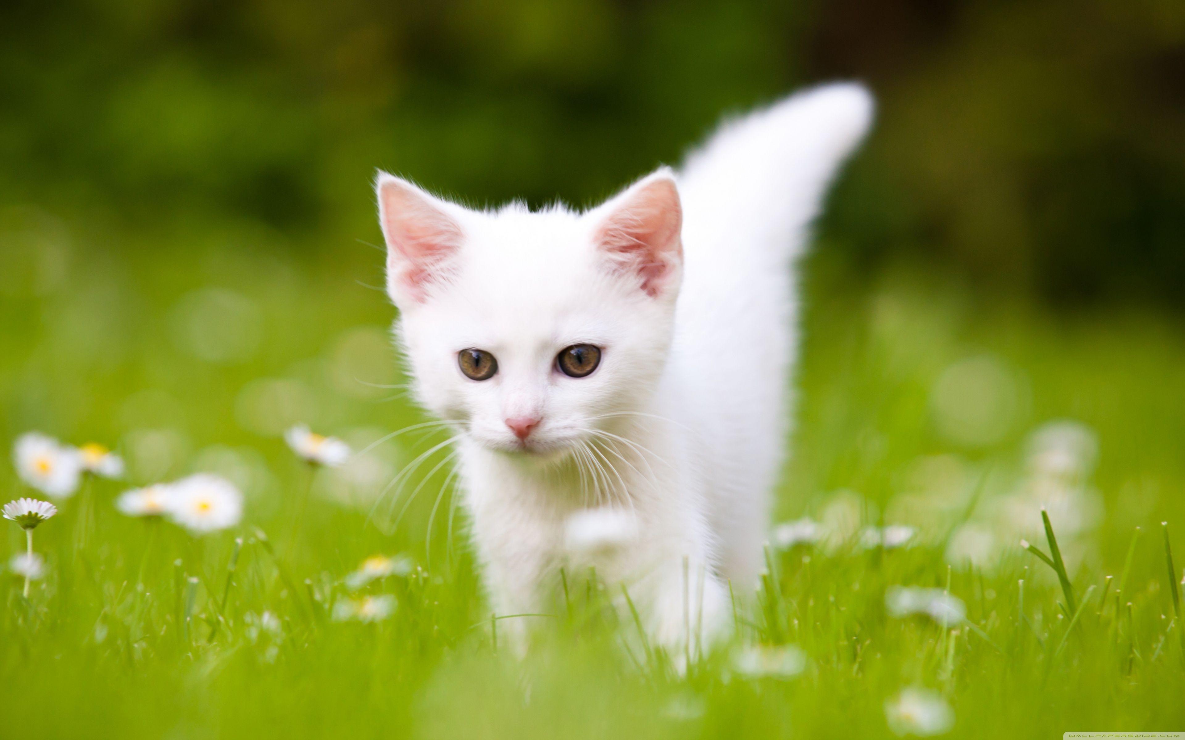 white fluffy kitten wallpaper