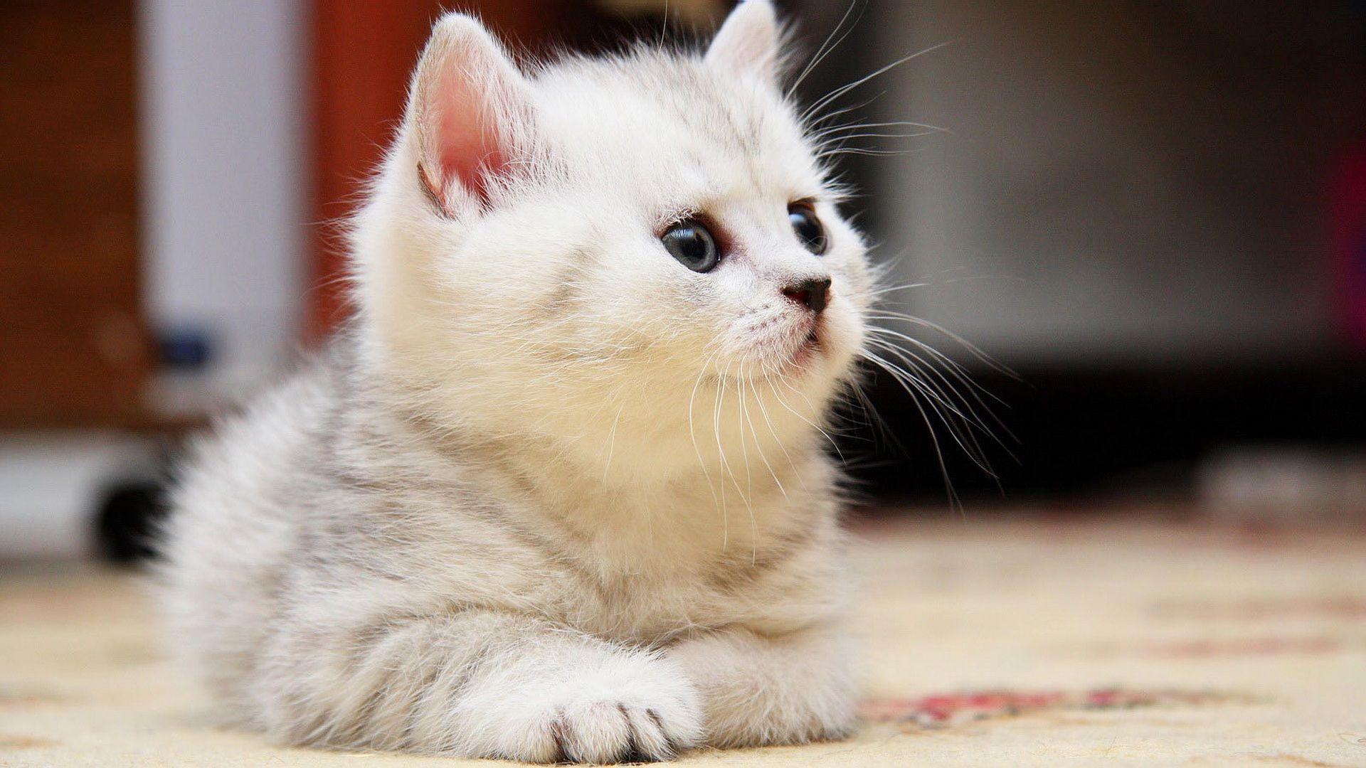 1920x1080 Cute White Fluffy Kittens Mèo con siêu mịn - hình nền.  dễ thương