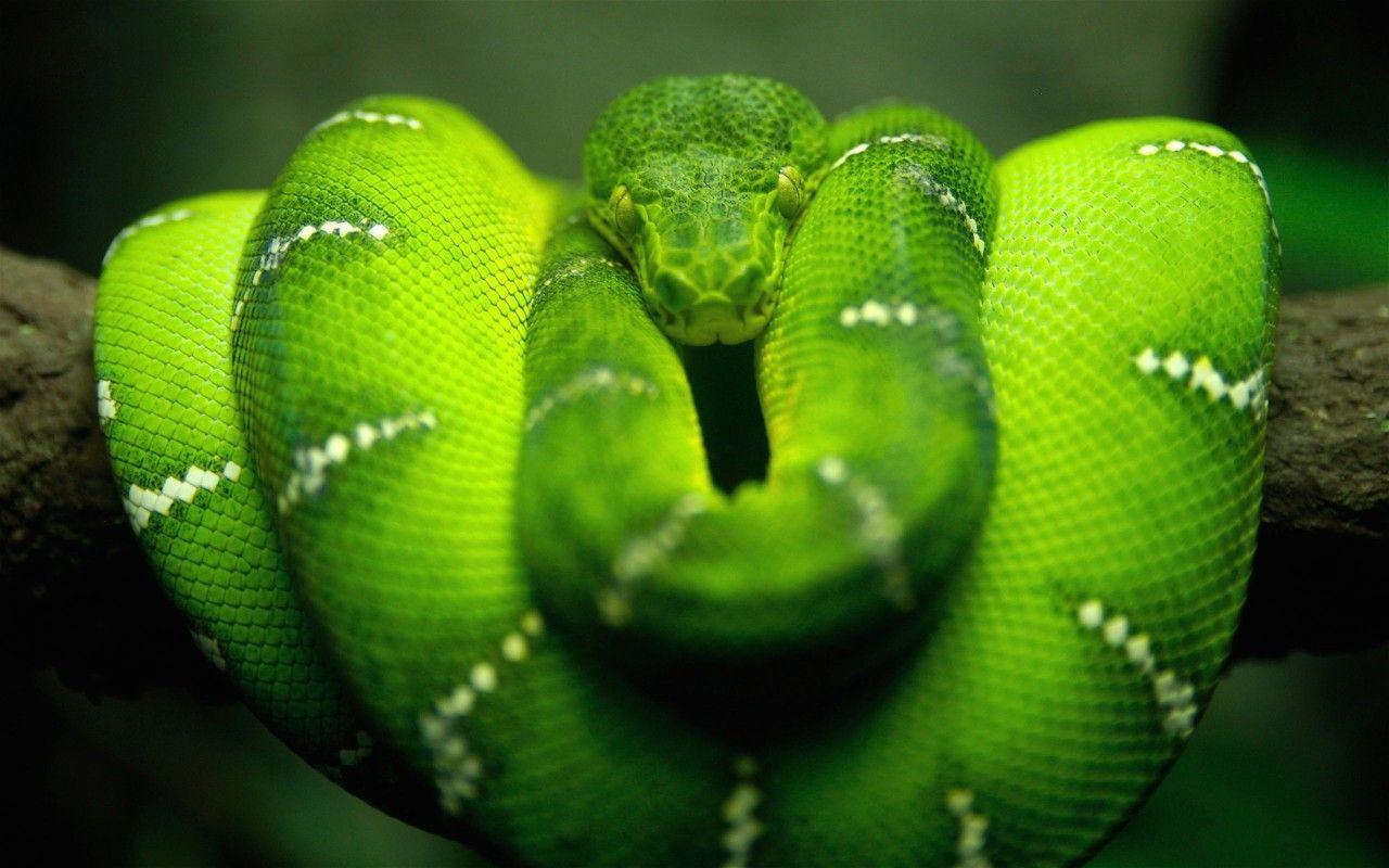 1280x800 Full HD Animal Wallpaper For Desktop (2020)