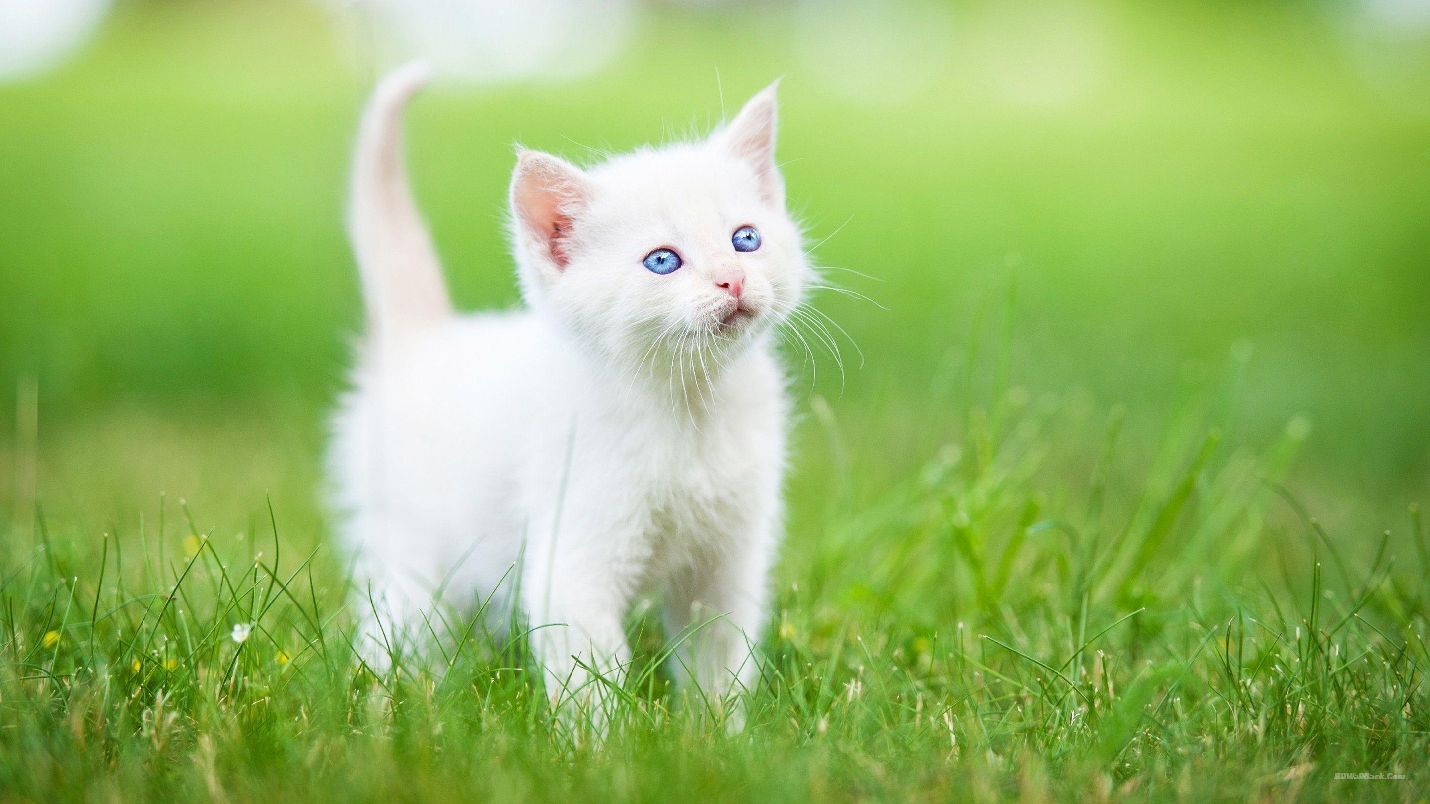 2880x1620 Hình nền mèo con trắng dễ thương.  Hình nền HD, Nền HD, Tumblr