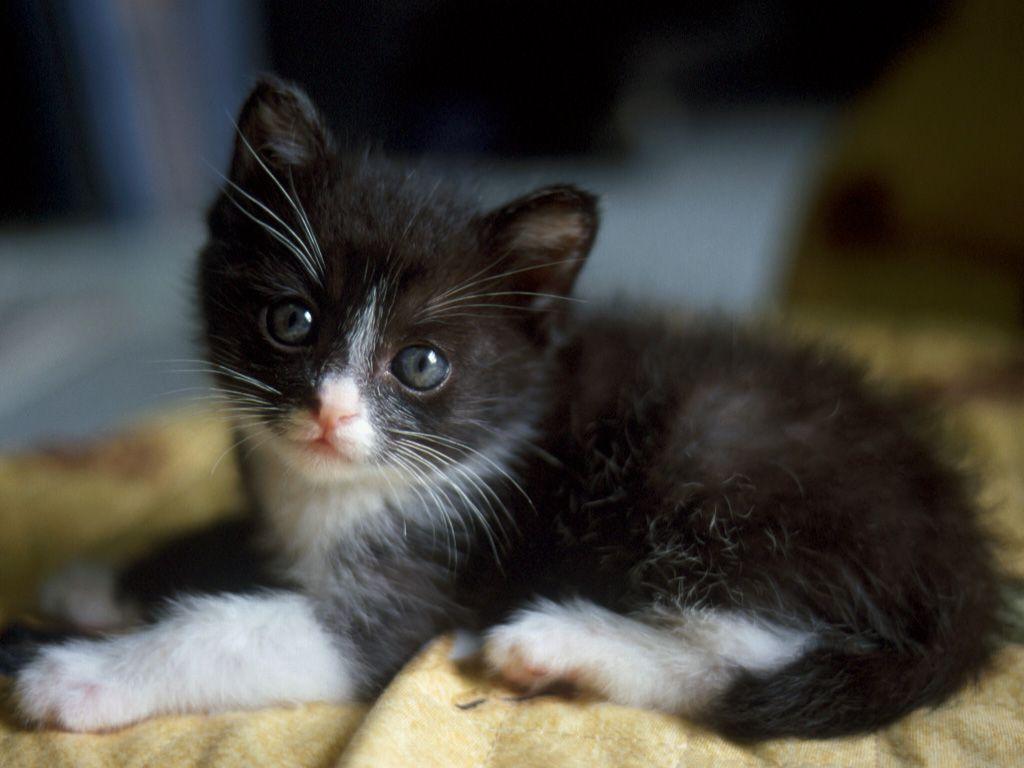 1024x768 Download Desktop Wallpaper Small Black And White Kitten, Wallpaper, Animals, Kittens