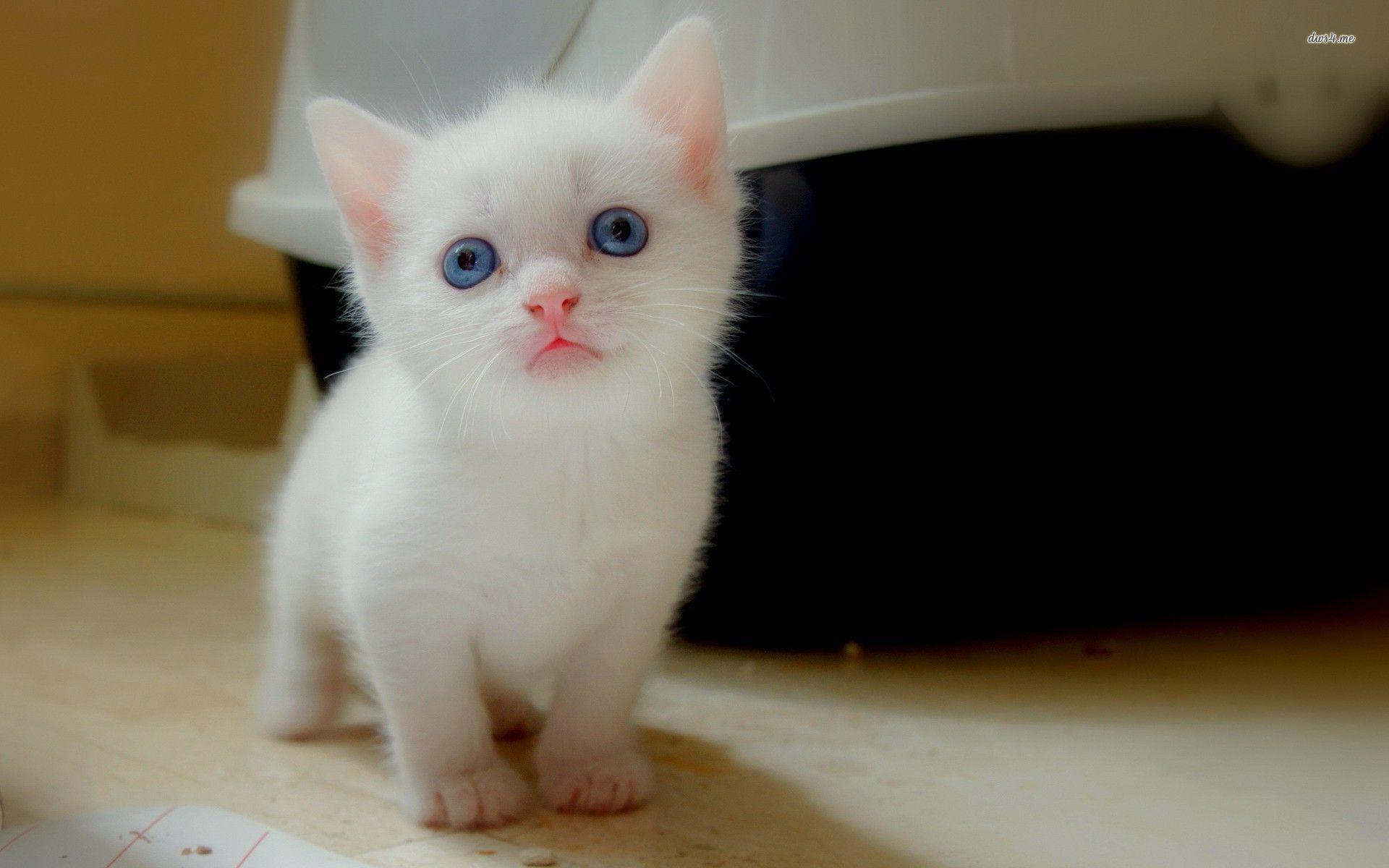 1920x1200 mèo con màu đen với đôi mắt xanh.  Hình nền một chú mèo con trắng đáng yêu