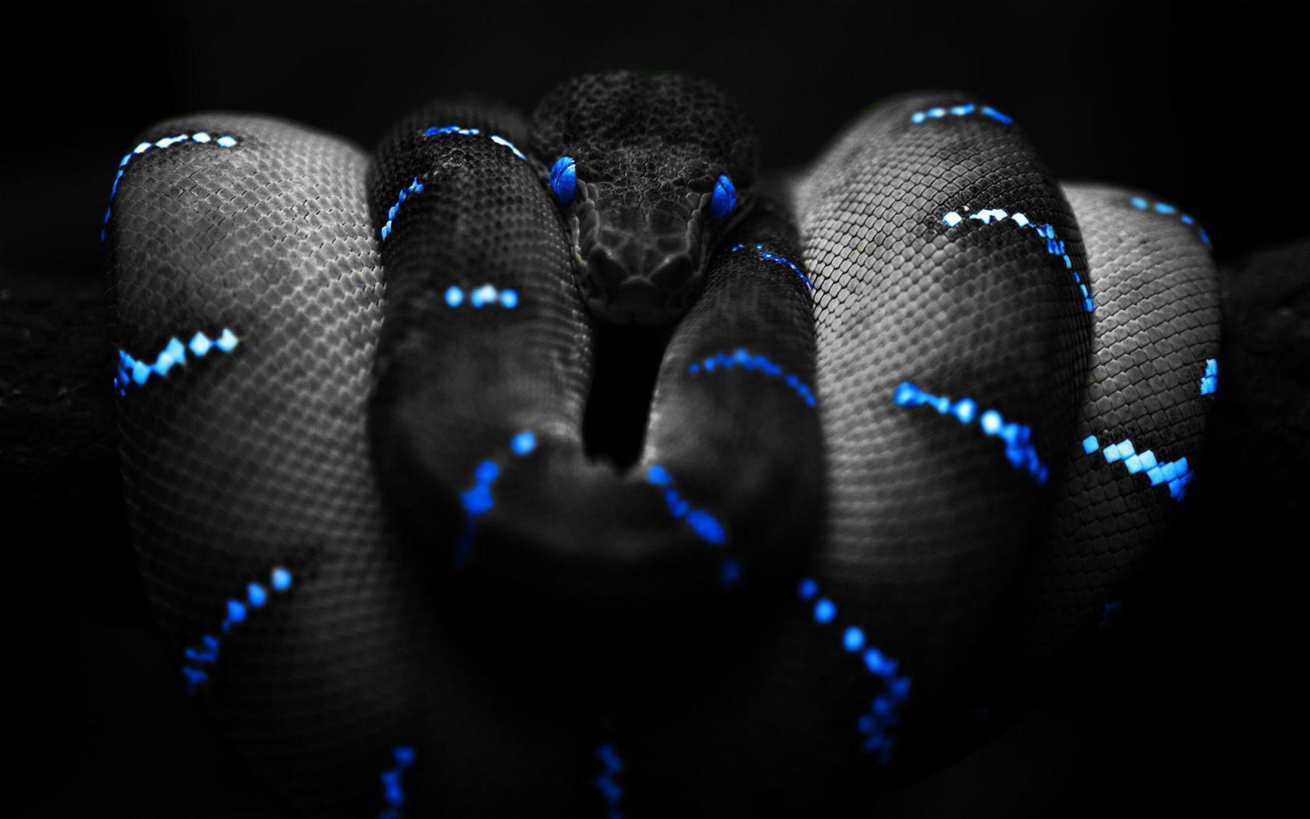 2560x1600 Cool Snake Wallpaper