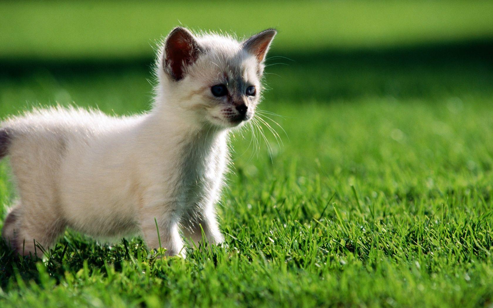 Hình nền mèo con trắng 1680x1050.  Kho ảnh mèo con trắng