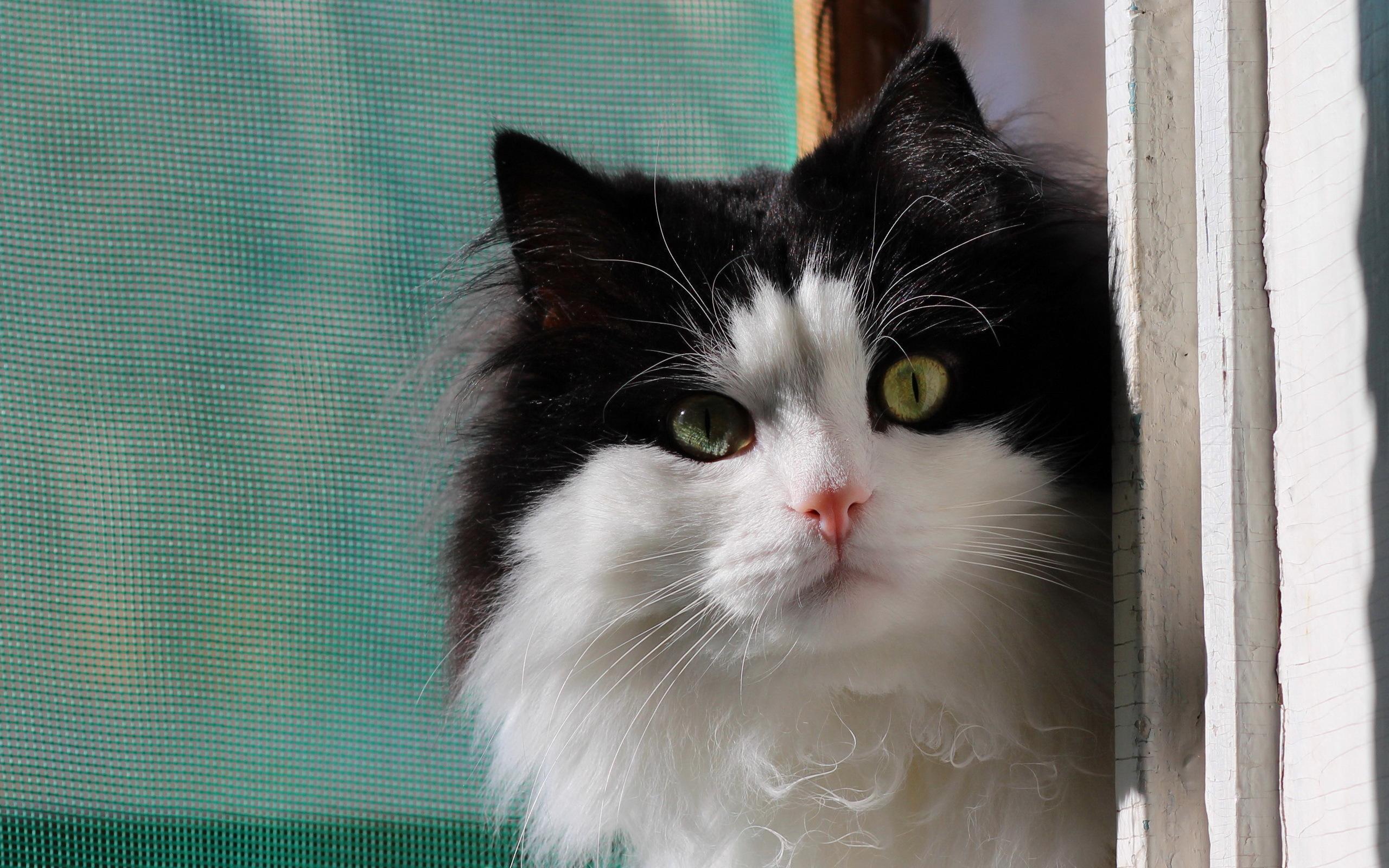 2560x1600 Cute Black White Cat HD desktop wallpaper : Widescreen : High