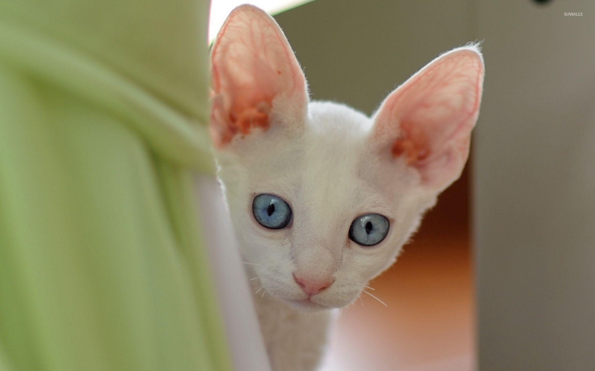 1920x1200 Cute white kitten with blue eyes wallpaper wallpaper