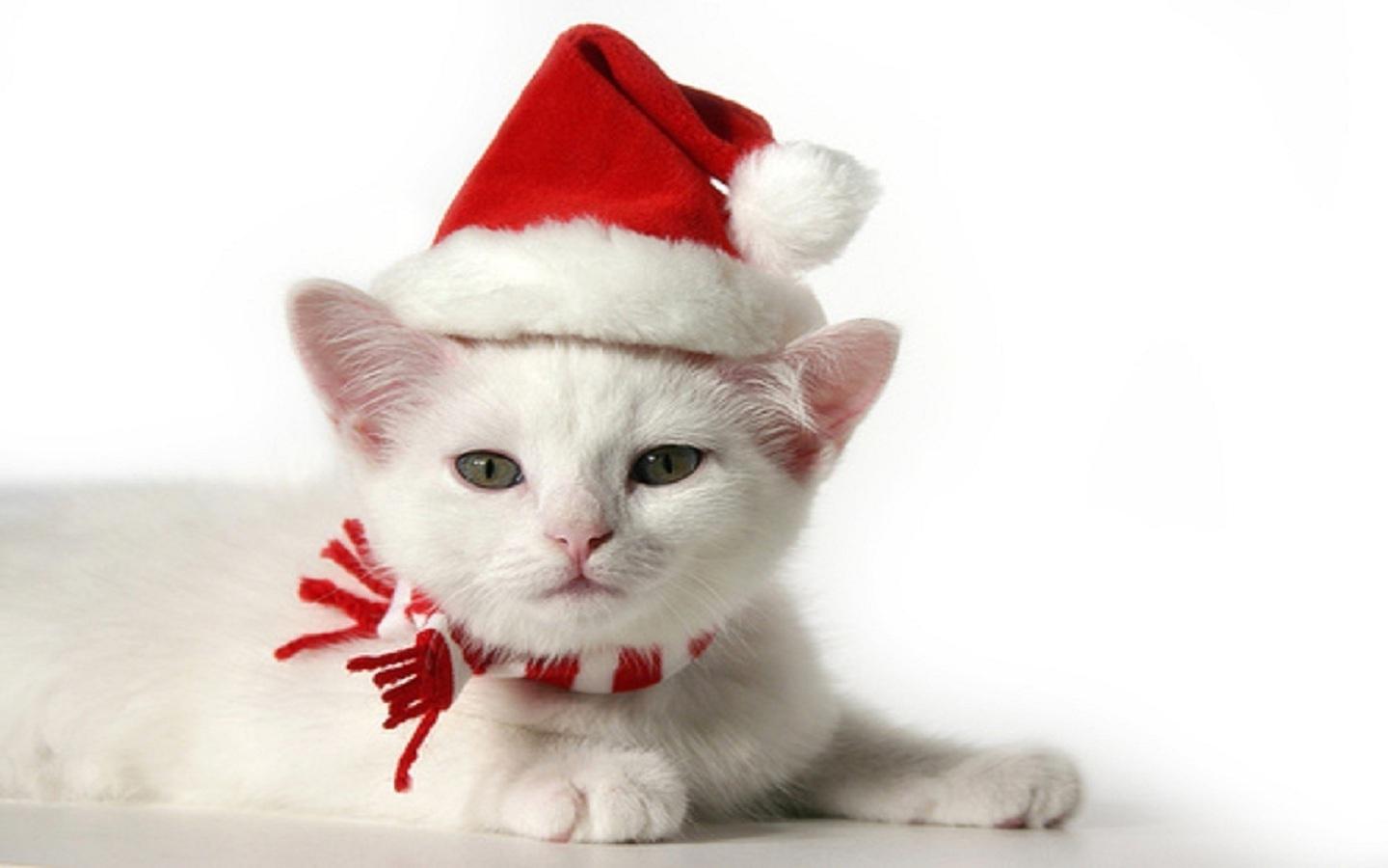 Hình nền mèo con Giáng sinh 1440x900