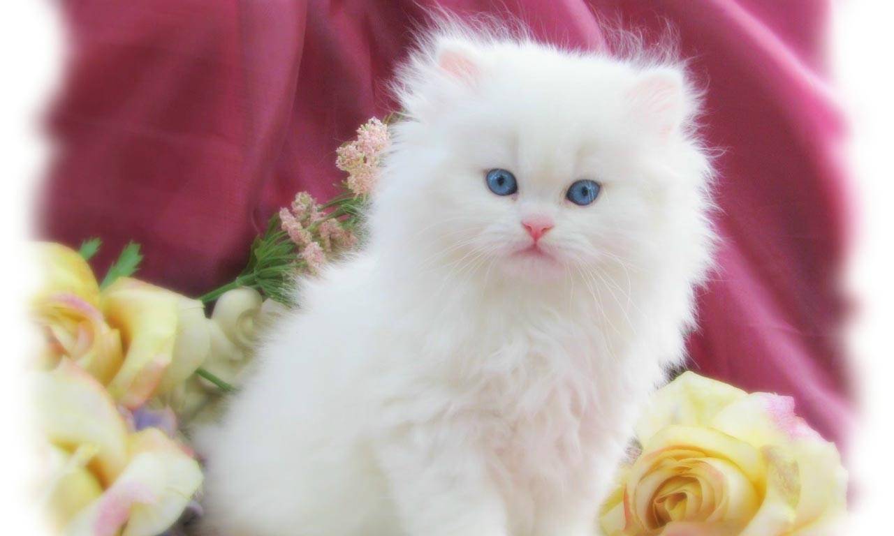 White Kitten Wallpapers - Top Free White Kitten ...