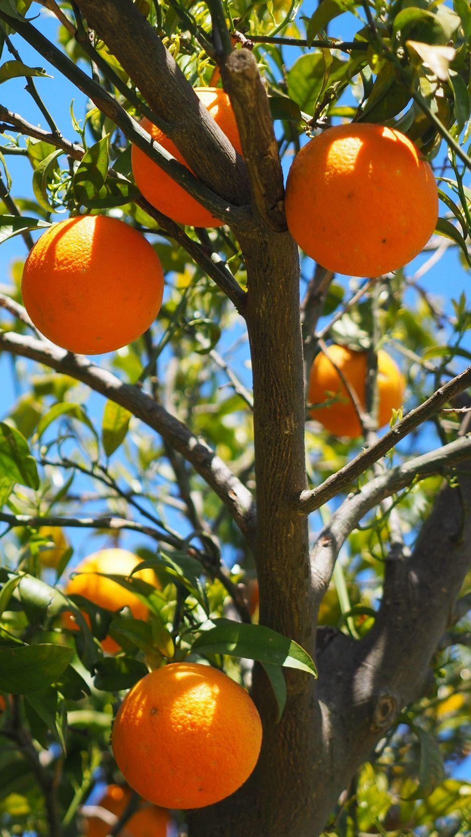 938x1668 Download wallpaper 938x1668 oranges, fruit, orange tree, citrus