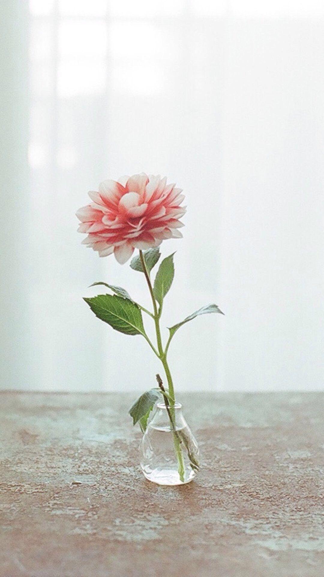1080x1920 Nature Pure Elegant Flower Vase Indoors Curtains Decorations iPhone 8 Wallpaper Free Download