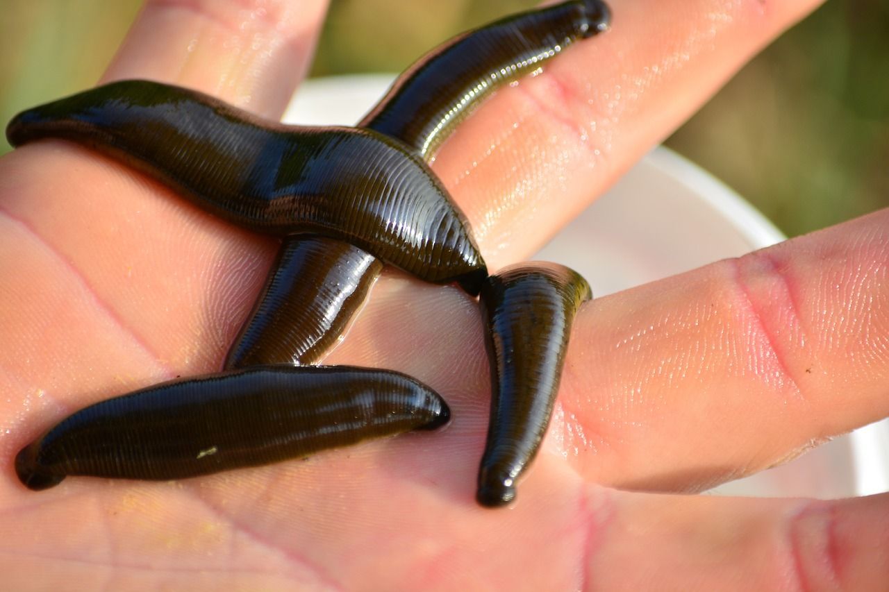 1280x853 Free Leeching & Leech Image