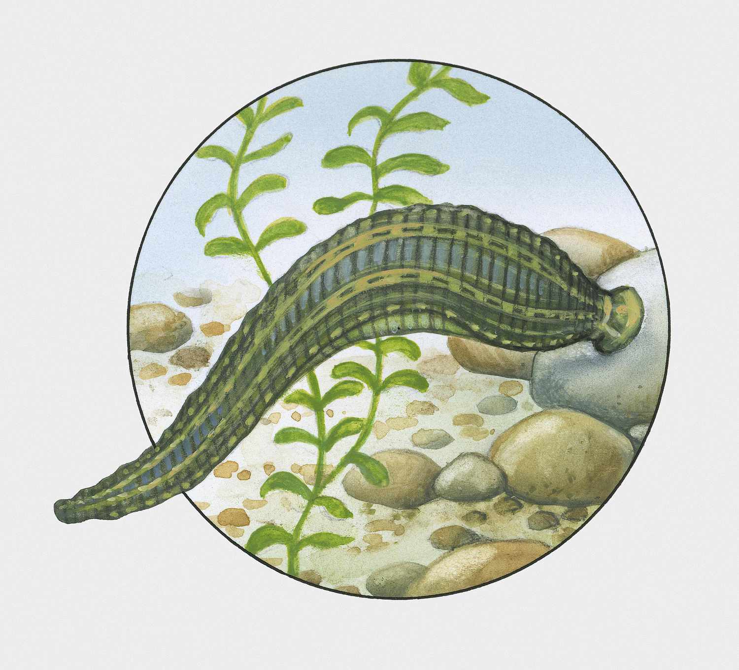 1500x1360 Leach and Leech Confused Words