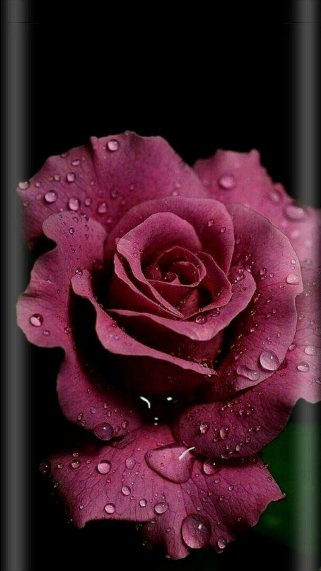1080x1920 Wallpaper For > Gothic Black Roses Wallpaper Roses