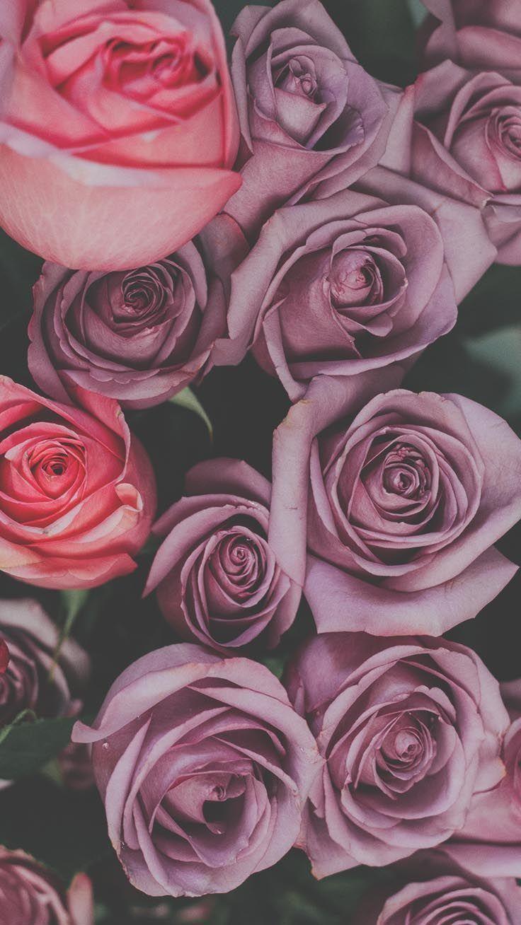 736x1308 romantic roses iphone x wallpaper wallpaper