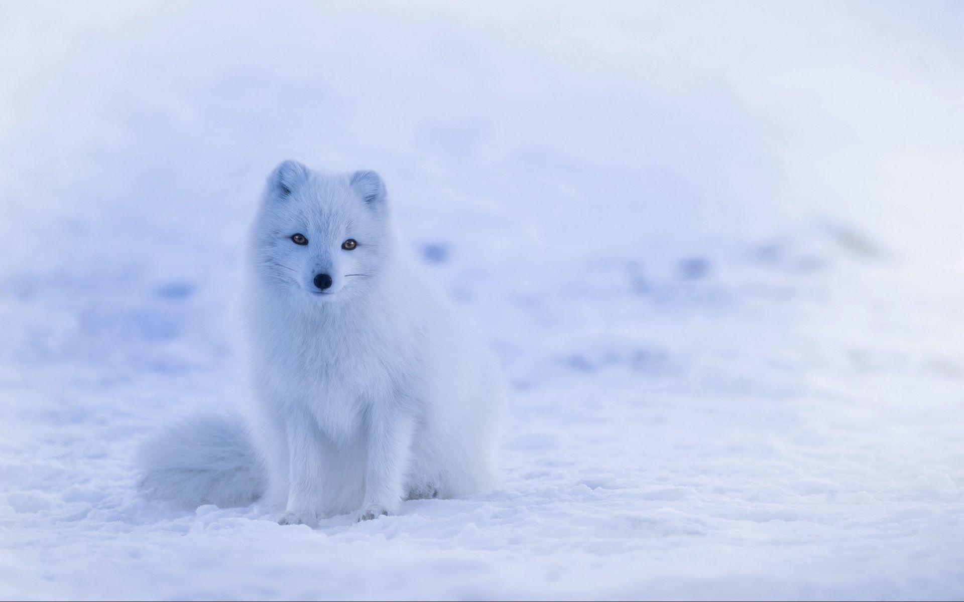 Arctic Fox Wallpapers - Top Free Arctic Fox Backgrounds - WallpaperAccess