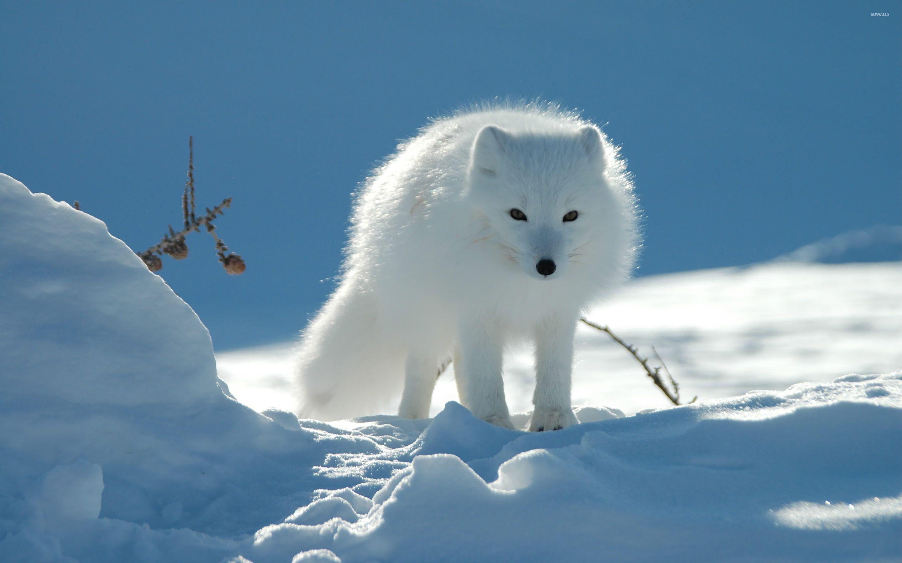 2880x1800 Arctic Fox Wallpaper