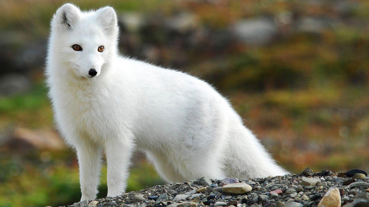 1244x700 ARCTIC FOX foxes wallpaperx1080