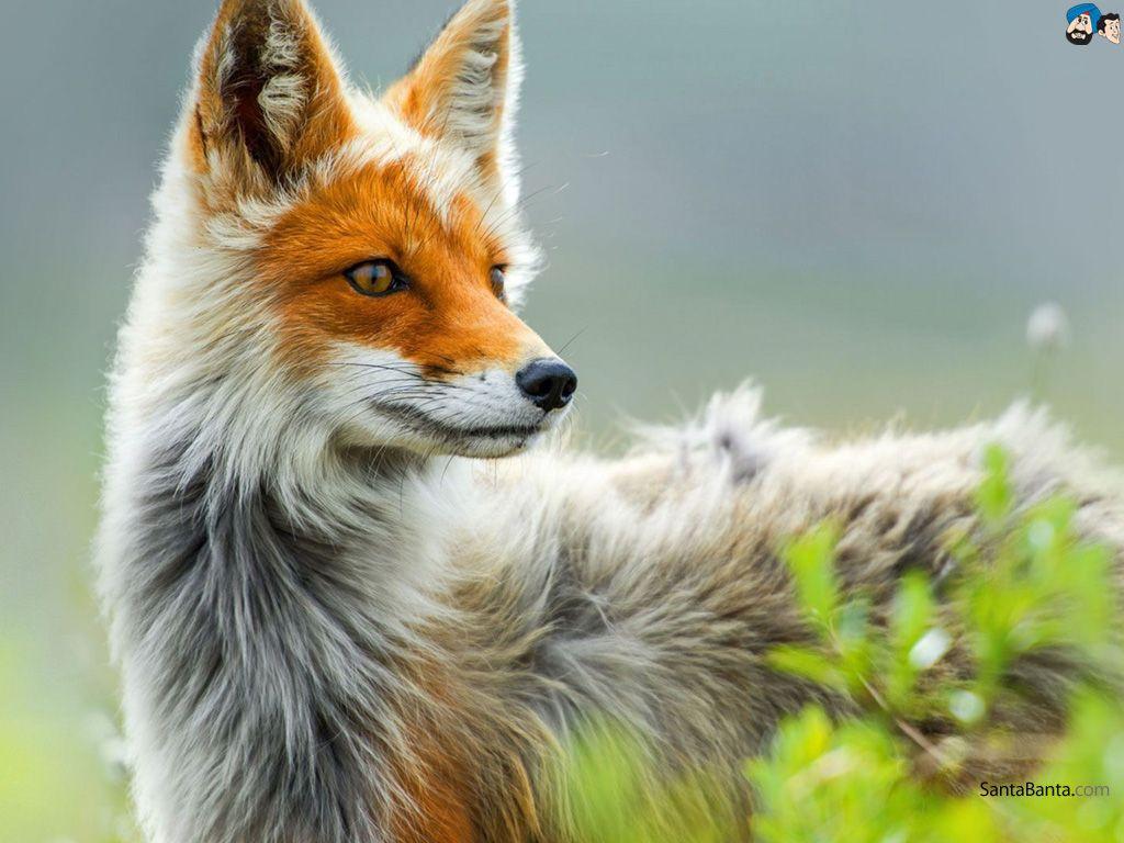 Cool Fox Wallpapers Top Free Cool Fox Backgrounds Wallpaperaccess