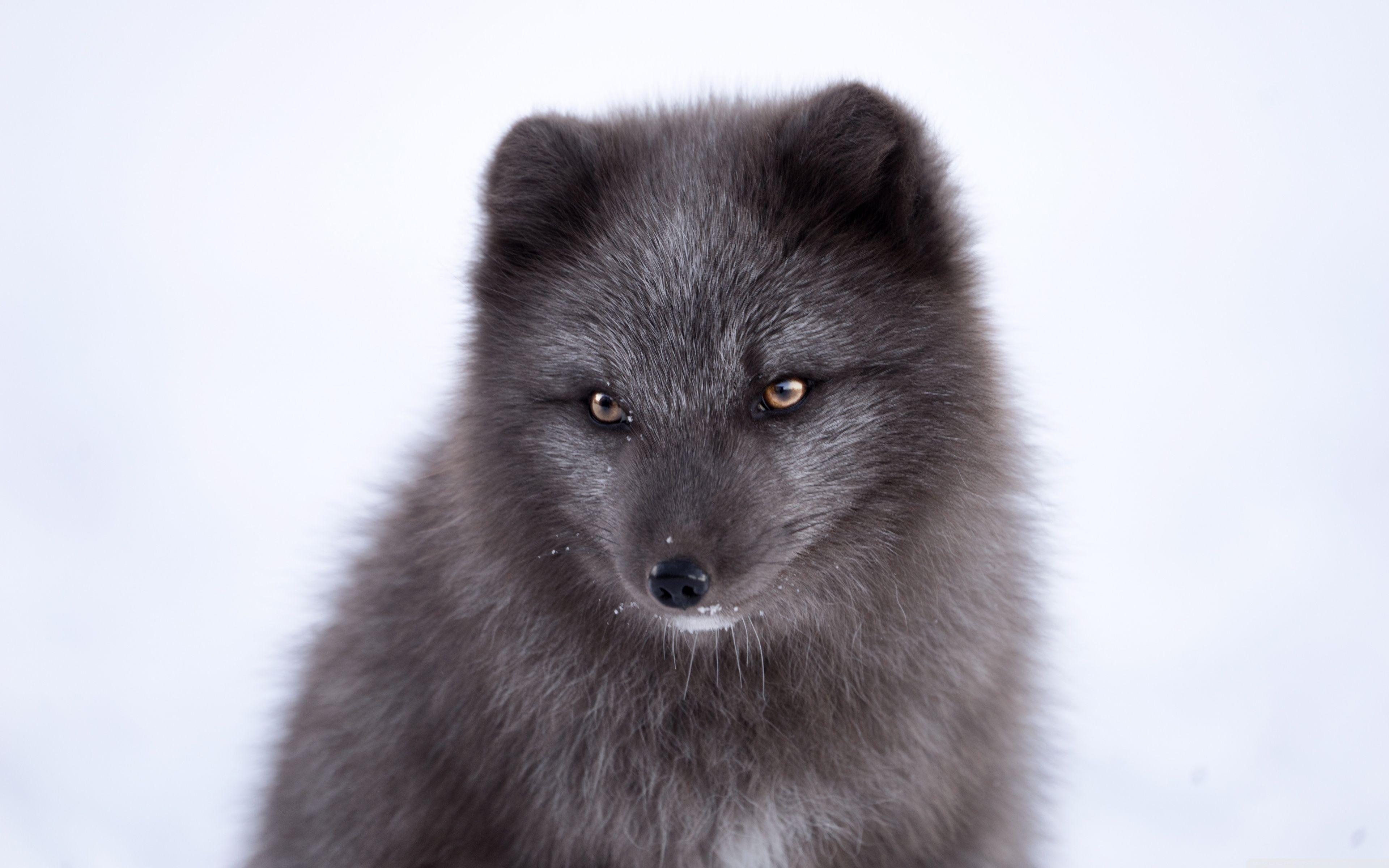 3840x2400 Black Arctic Fox ❤ 4K HD Desktop Wallpaper for 4K Ultra HD