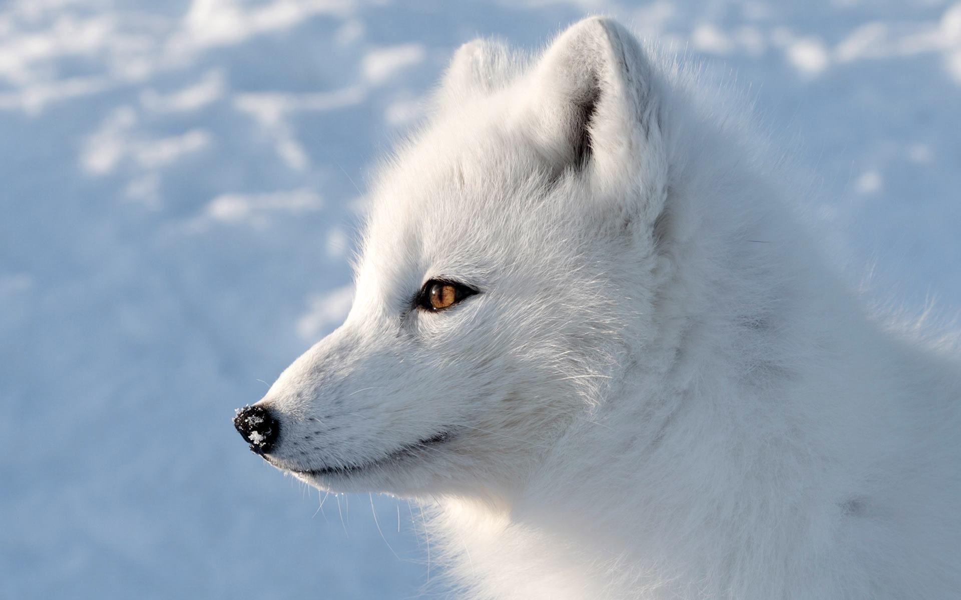 1920x1200 Arctic Fox Wallpaper 9 X 1200