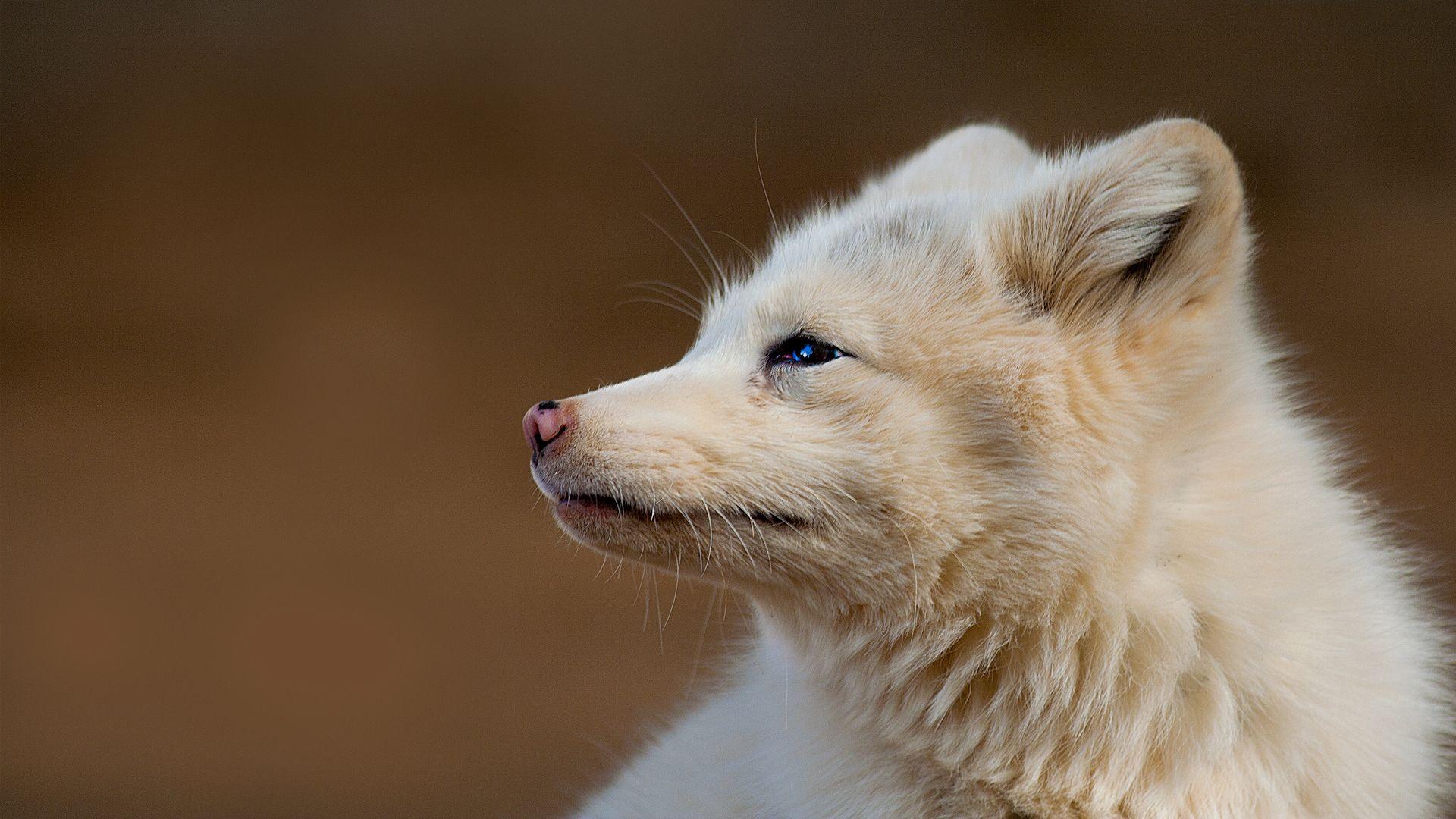 Arctic Fox Wallpapers - Top Free Arctic Fox Backgrounds - WallpaperAccess