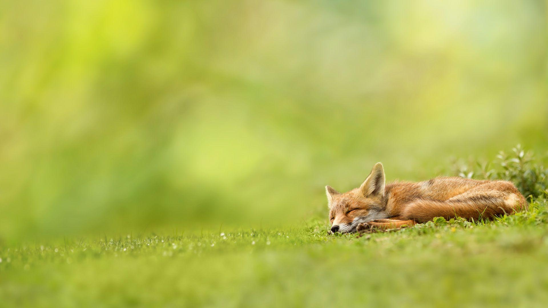 1920x1080 Free Peaceful Wallpaper High Quality Resolution. Wild animal