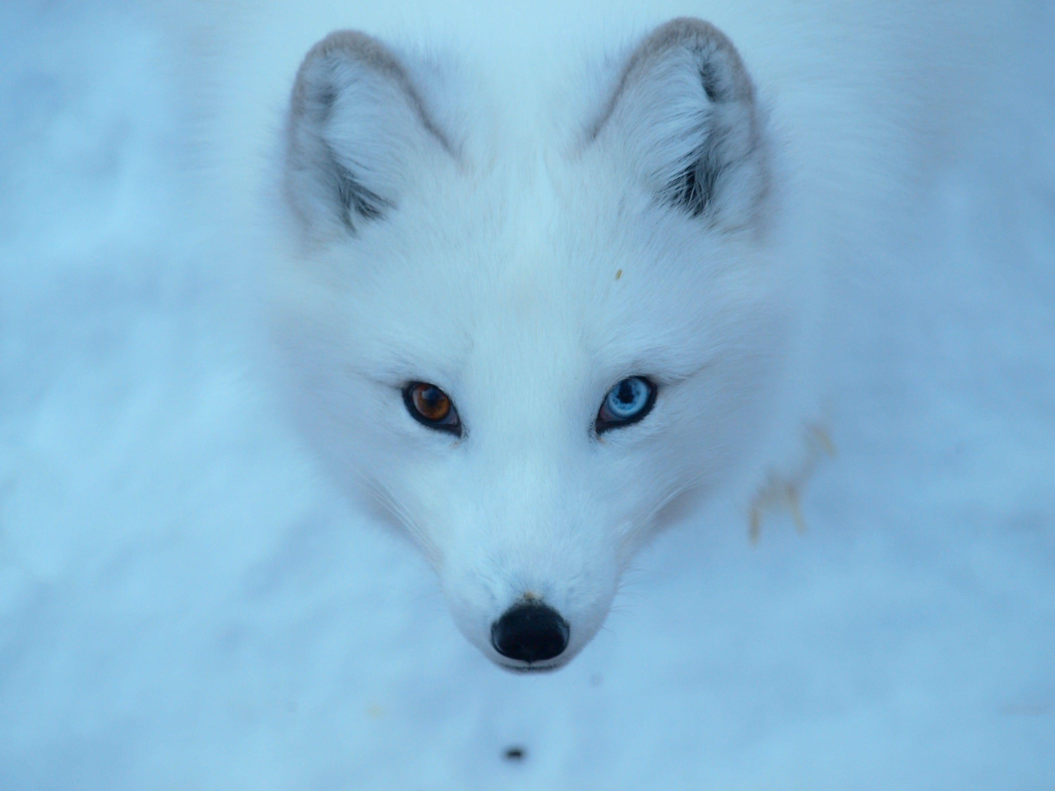 white travel fox