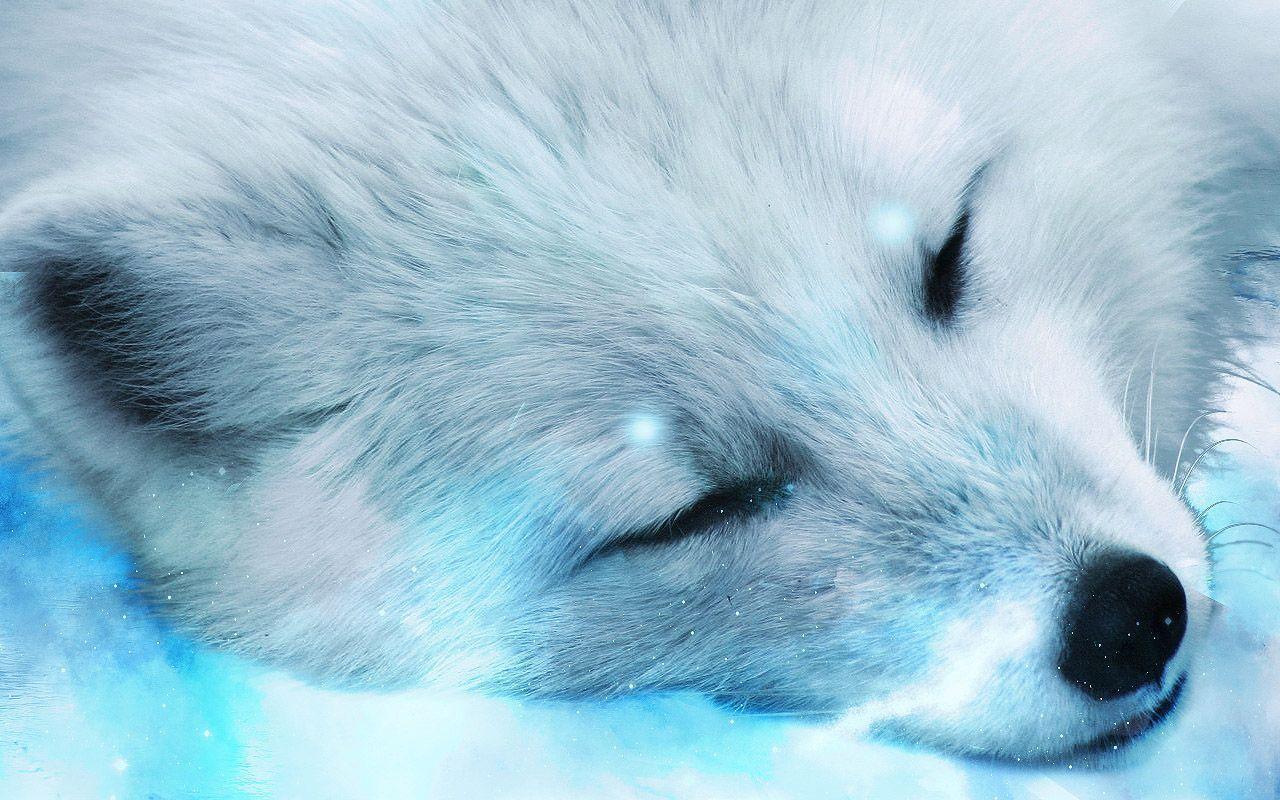 White Fox Wallpapers - Top Free White Fox Backgrounds - WallpaperAccess