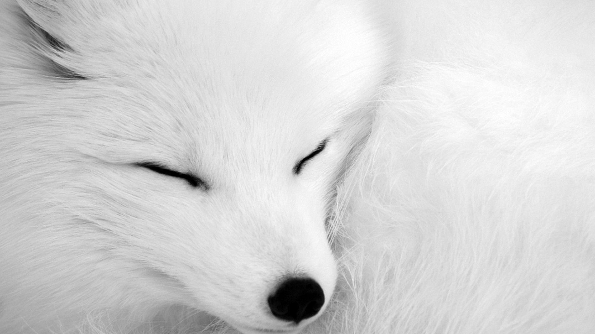 1920x1080 Arctic Fox Background 4k