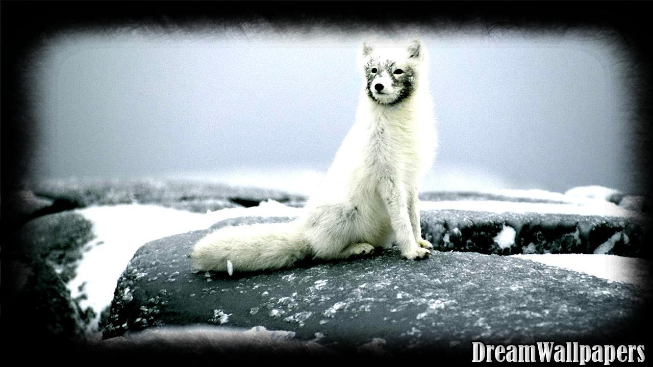 1280x720 Arctic Fox Wallpaper for Android