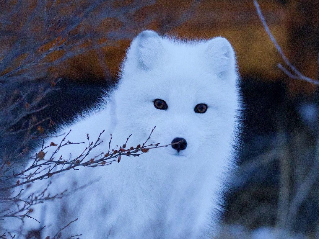 Arctic Fox Wallpapers Top Free Arctic Fox Backgrounds Wallpaperaccess