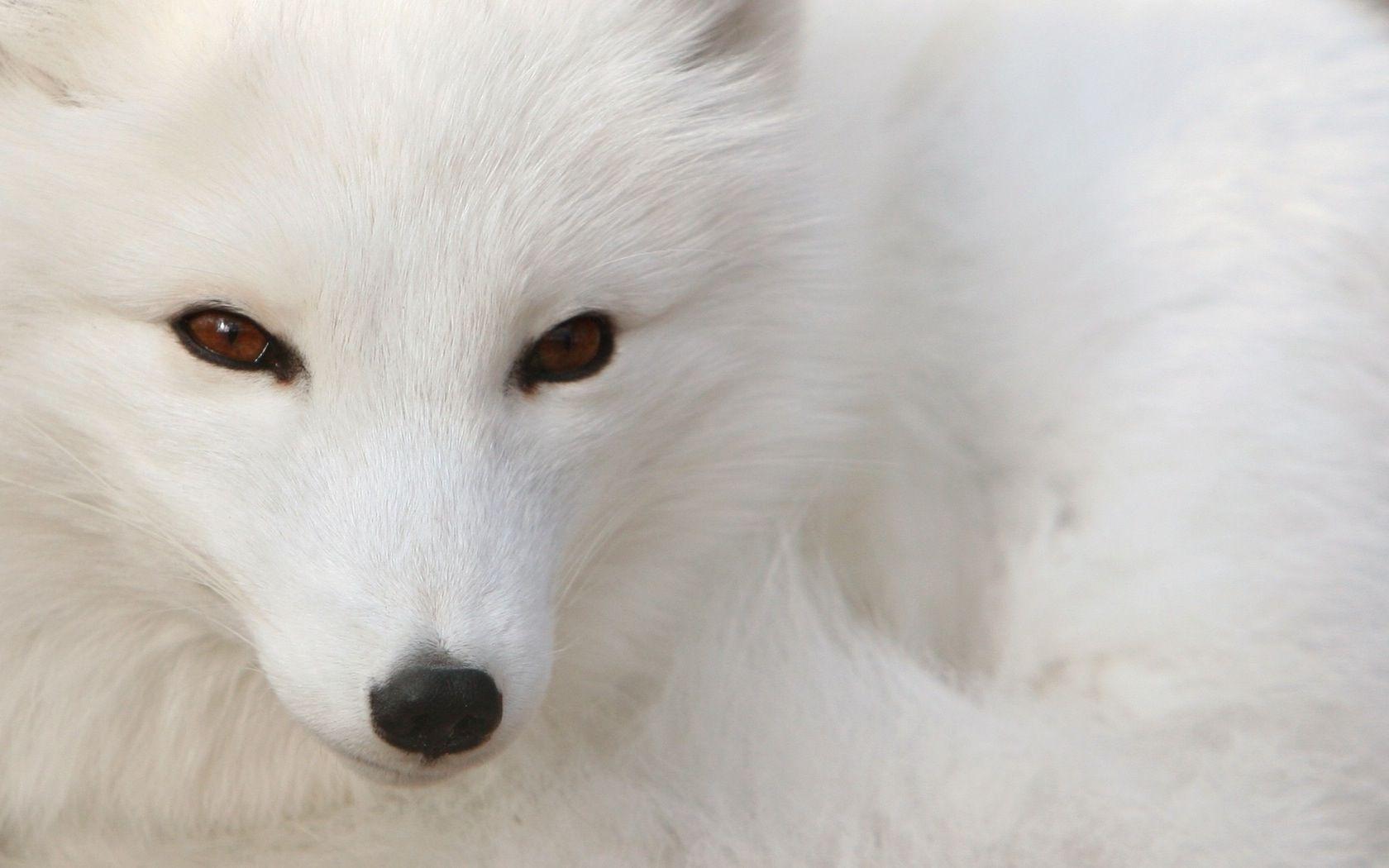 White Fox Wallpapers Top Free White Fox Backgrounds WallpaperAccess