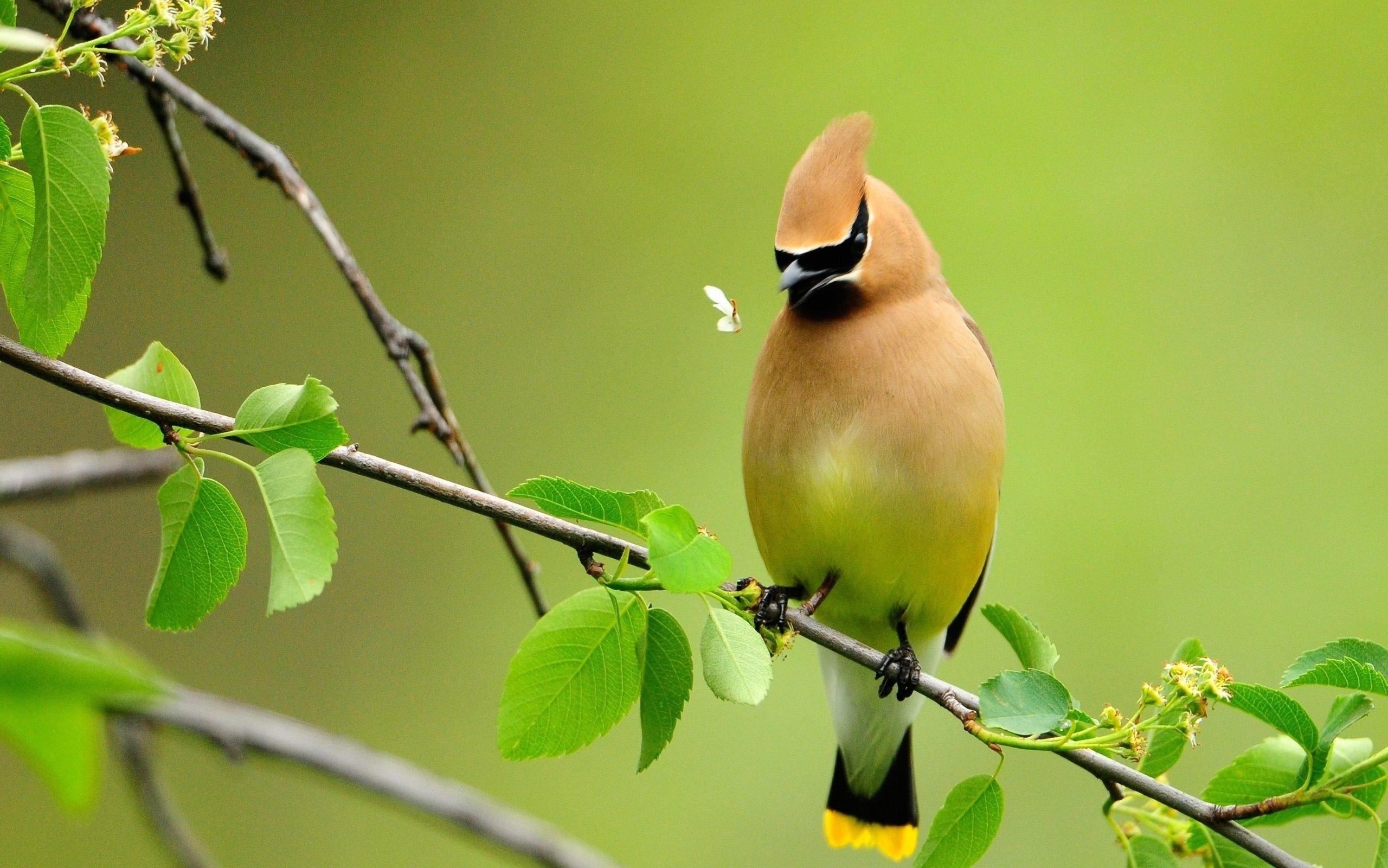 Beautiful Birds 4K Wallpaper - Download cool beautiful bird desktop