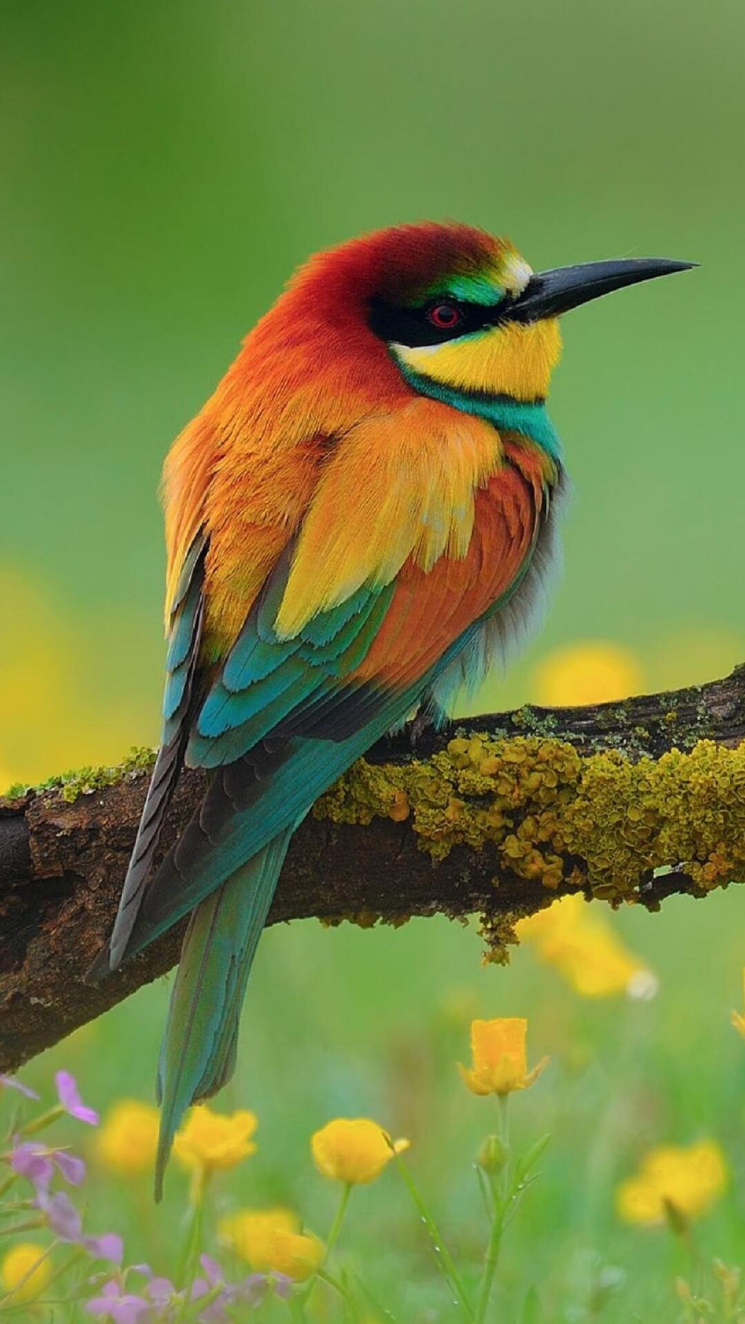 1080x1920 Beautiful Birds Wallpaper HD cho Android