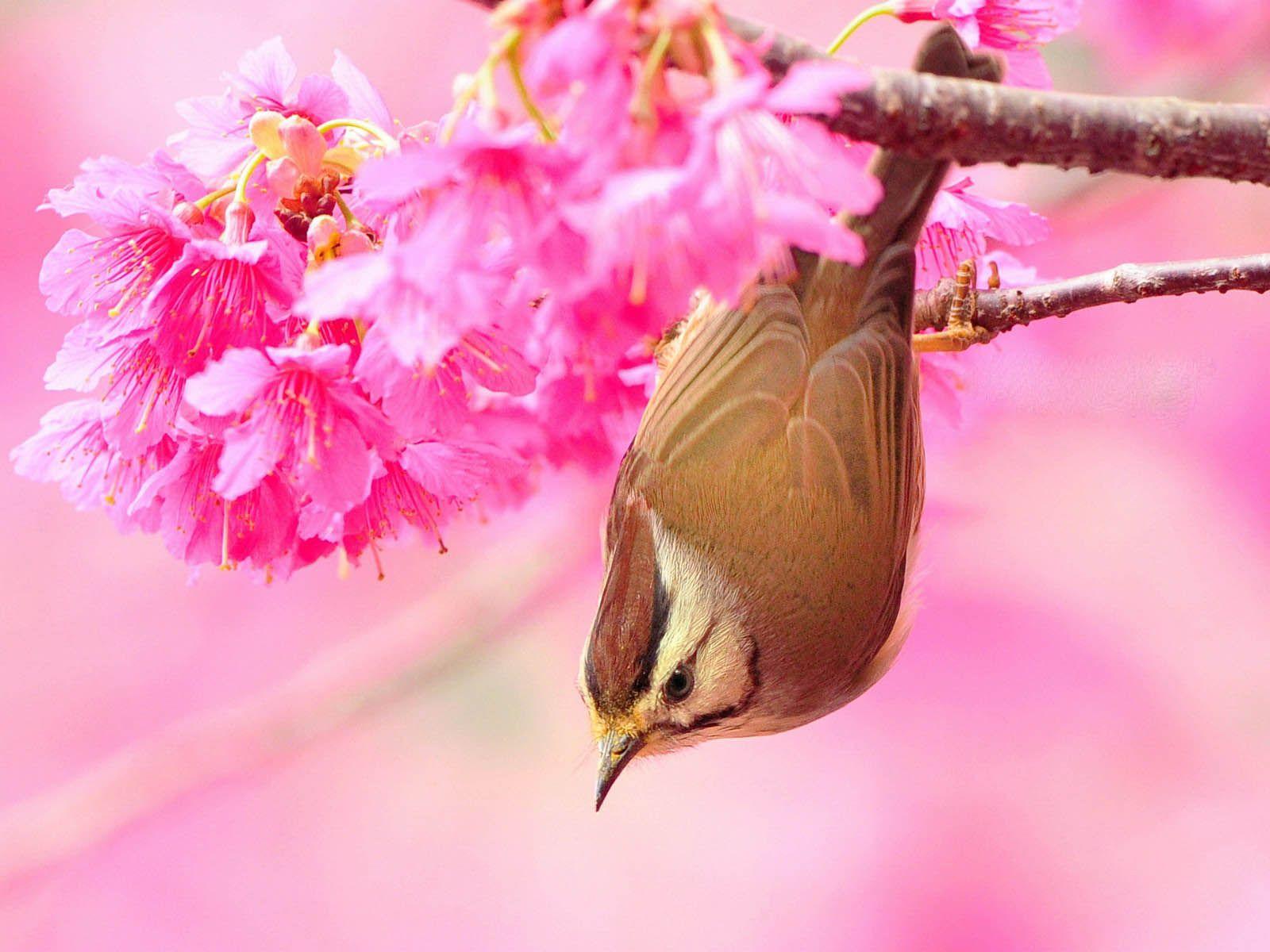 Beautiful Birds Wallpapers - Top Free Beautiful Birds Backgrounds ...