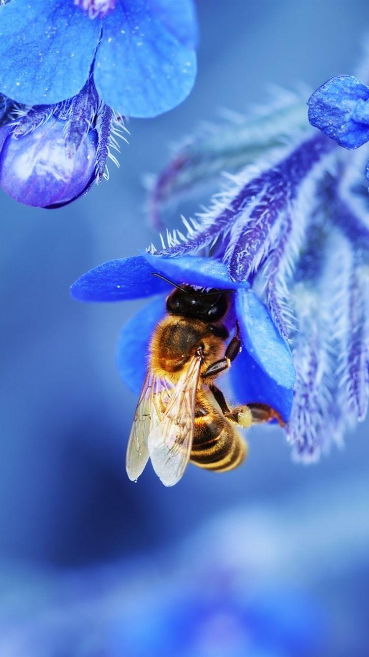 Bee And Flower drops eating fly honeybee insect sunflower yellow HD  phone wallpaper  Peakpx