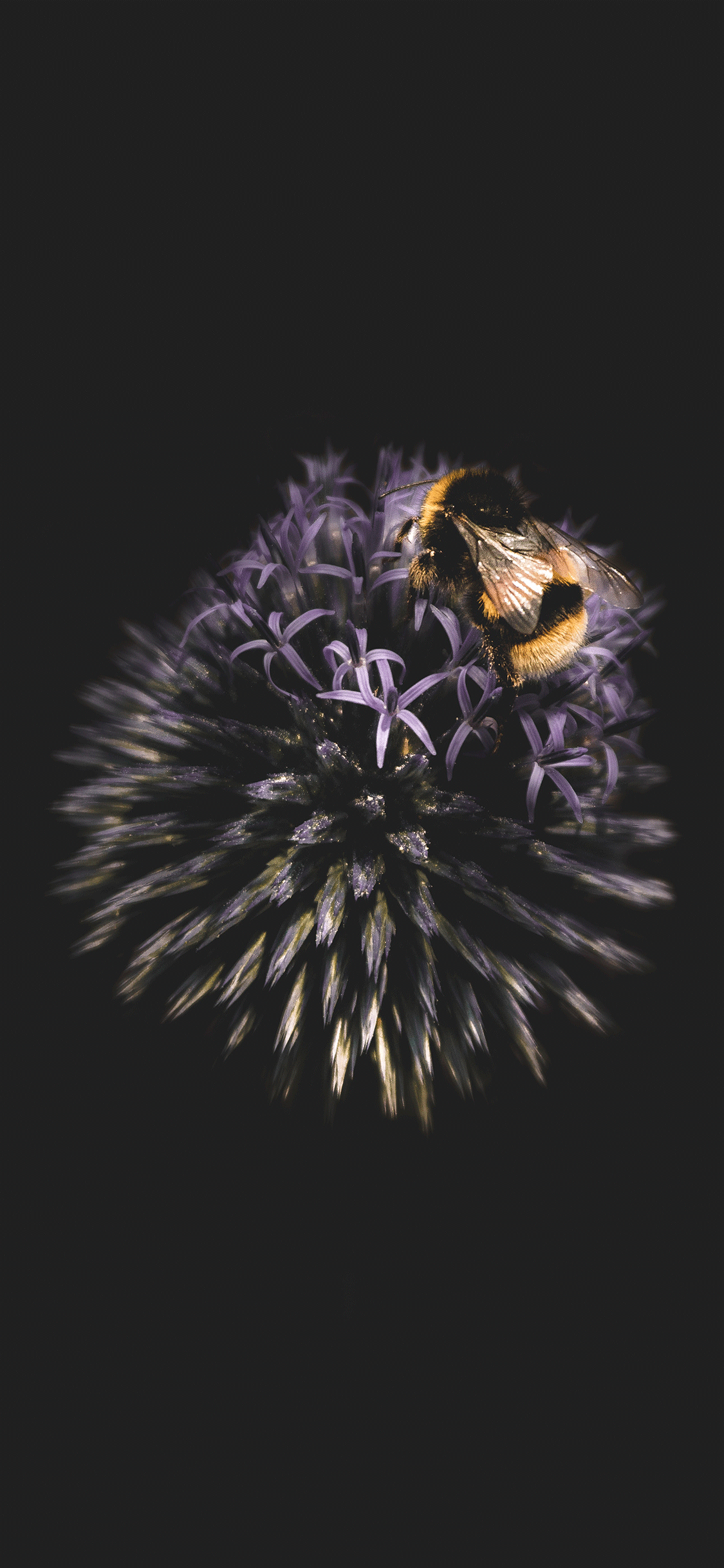 3d Wallpaper Iphone Bee Image Num 11