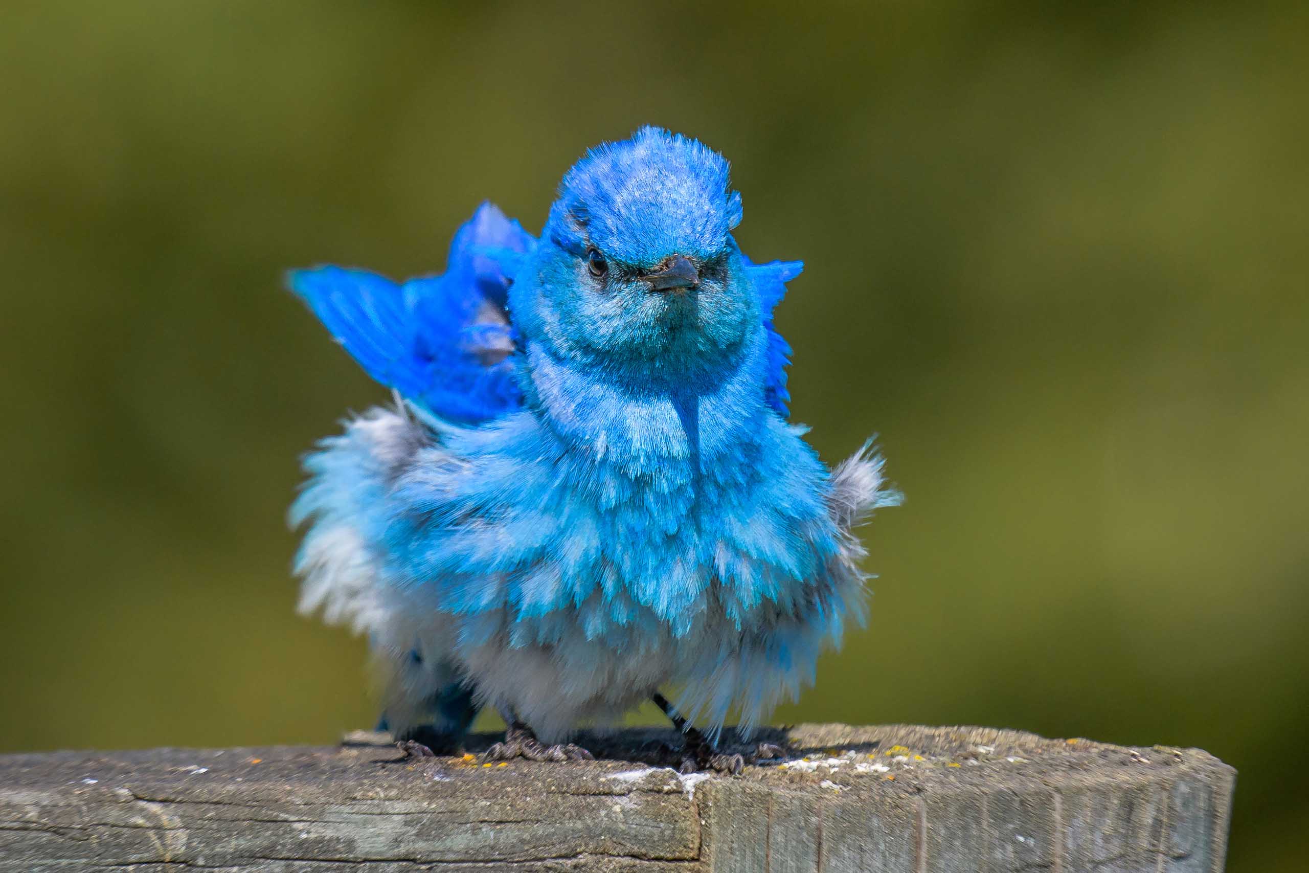 1600 Blue Birds Flying Stock Photos Pictures  RoyaltyFree Images   iStock